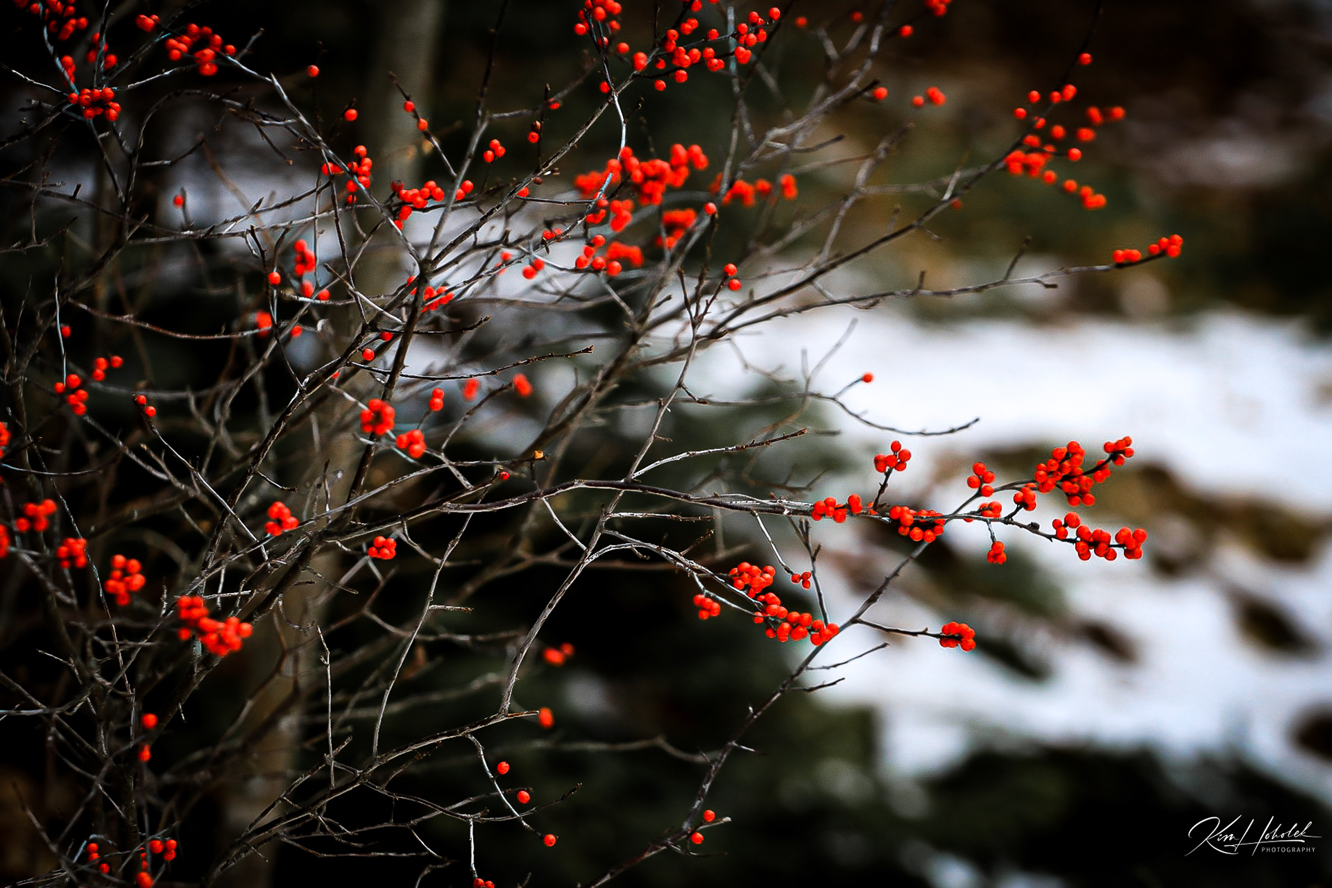 Berries of winter