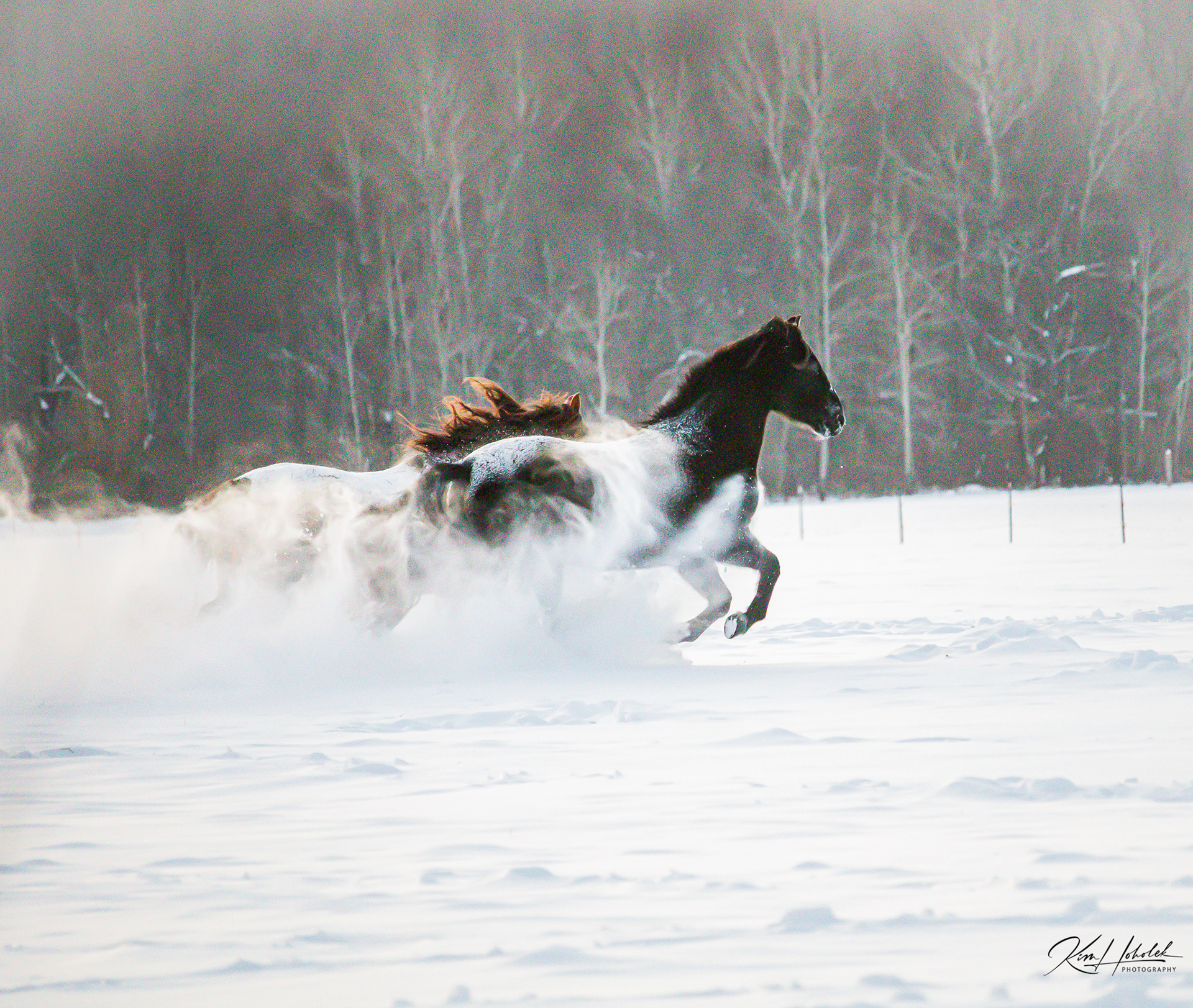 Harrison Horses