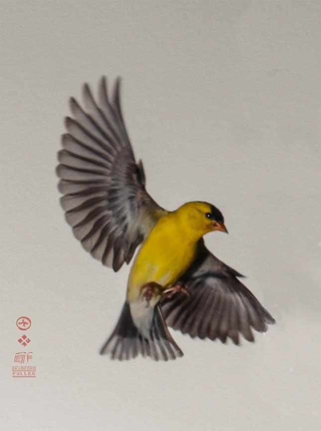 Bird Photography
