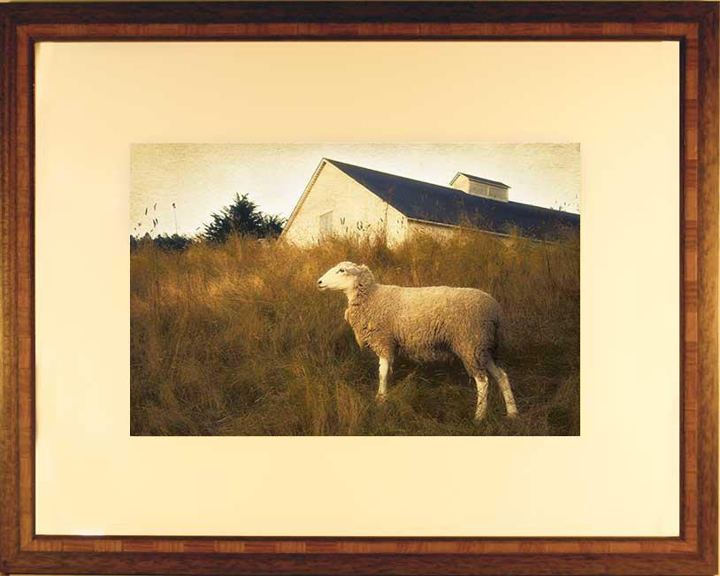 Conservation Framing