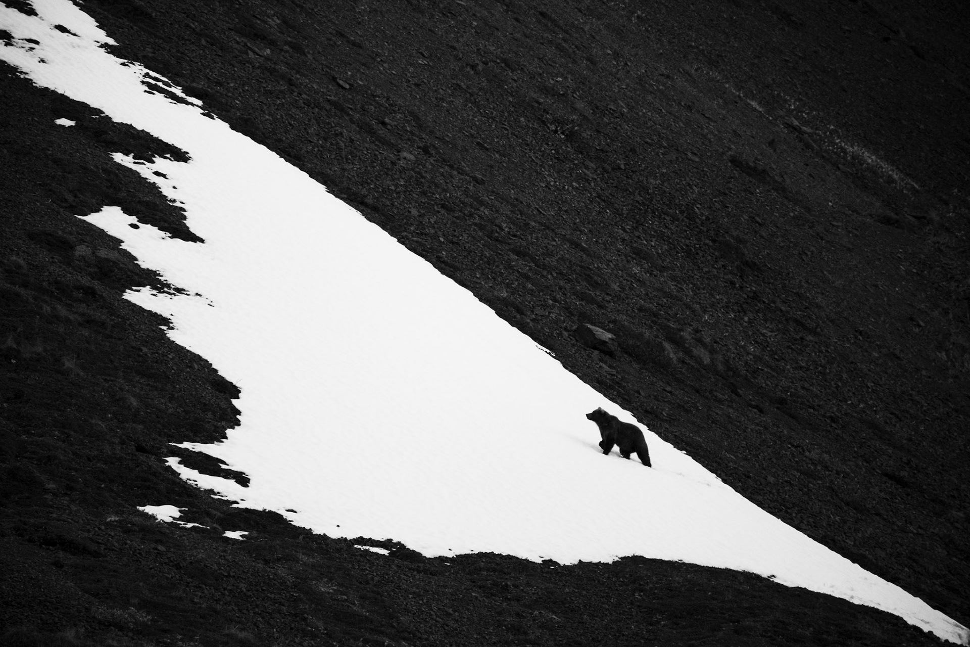 Denali Cold Brown Bear Being a top-of-the-foodchain predator, a brown bear fearlessly steps onto the cold contrasting ice over the hilltop in Denali NP, Alaska. Being solitary animals, their grace and charm never fails to amaze me.