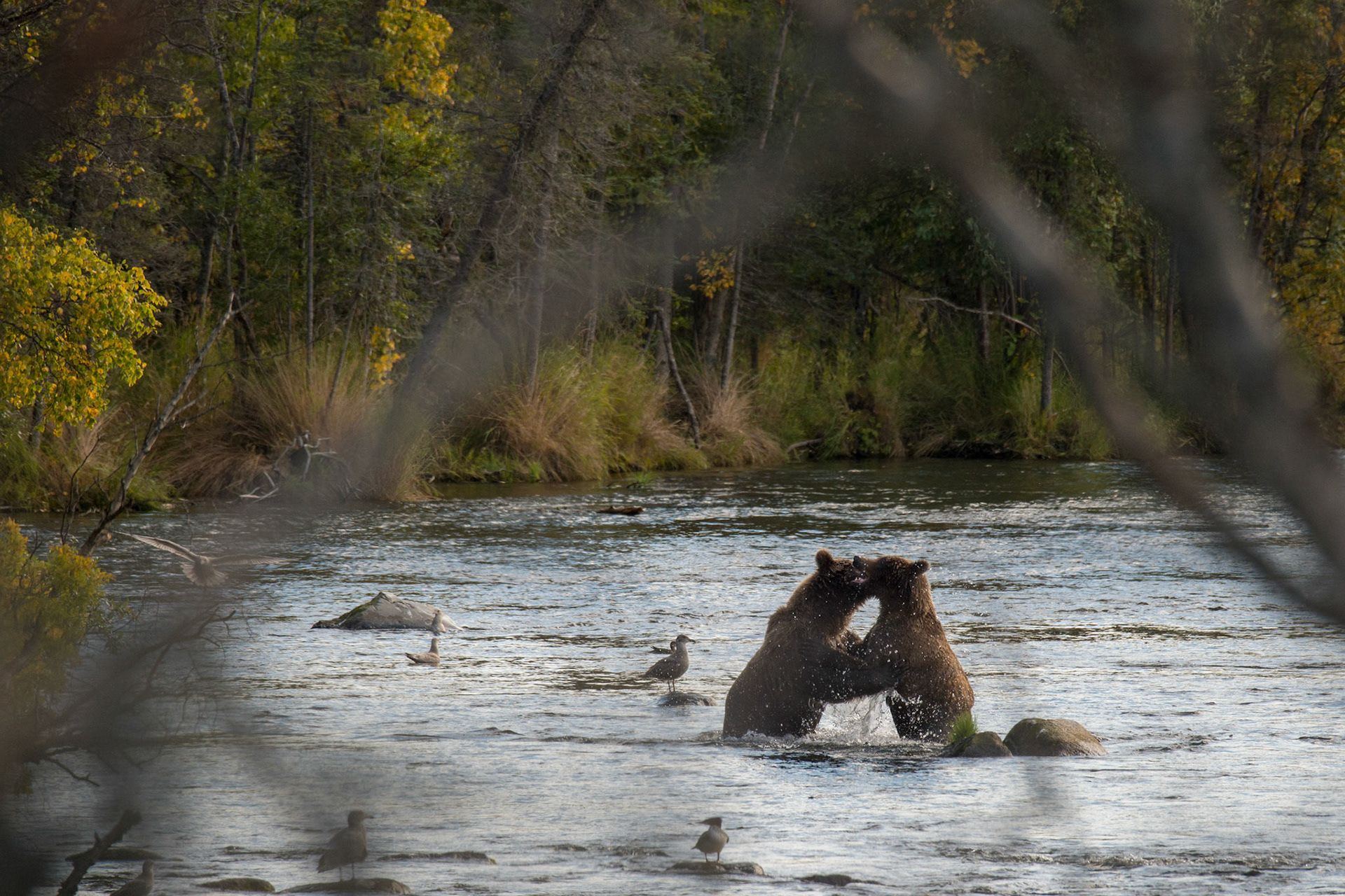 Katmai Brown Siblings Sibling bears play in the Brooks River in Katmai, Alaska. They actually belong to different families, one of them abandoned by his mother years ago was adopter by this siblings mother and taught the way of life before he eventually ventures out on his own. The perfect example of how bears are very adaptable animals.