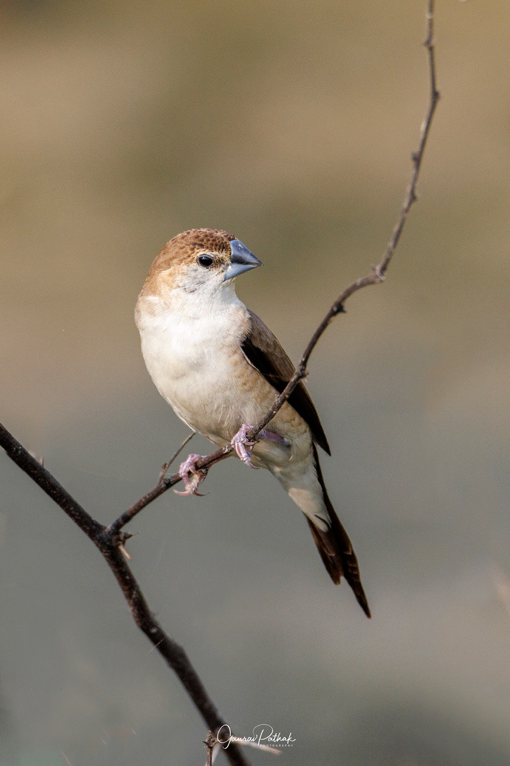 Indian Silverbill (Euodice malabarica)