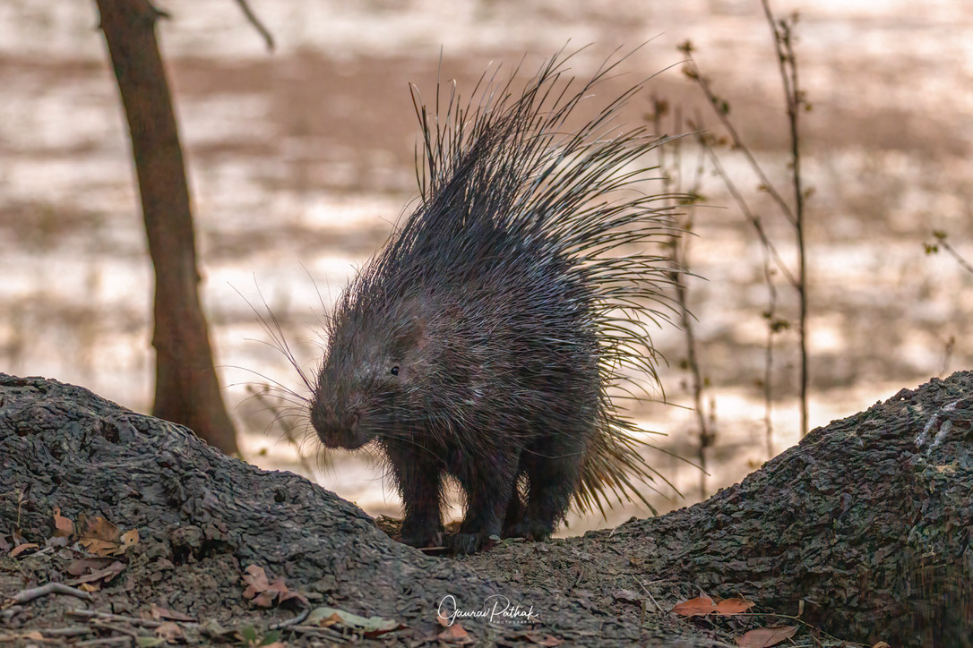 Indian Crested Porcupine