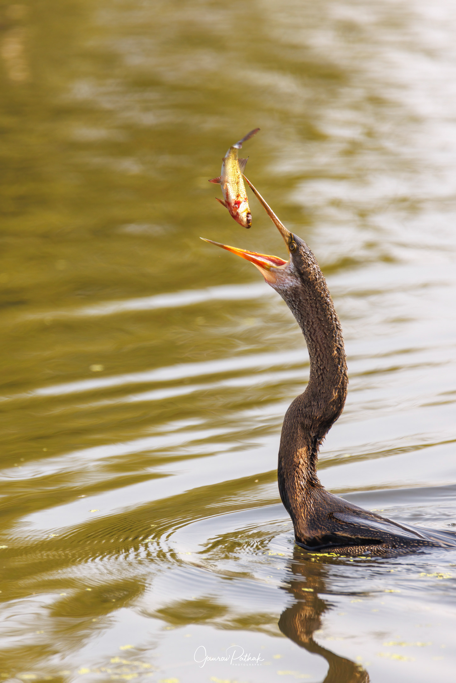 Oriental Darter (Anhinga melanogaster)