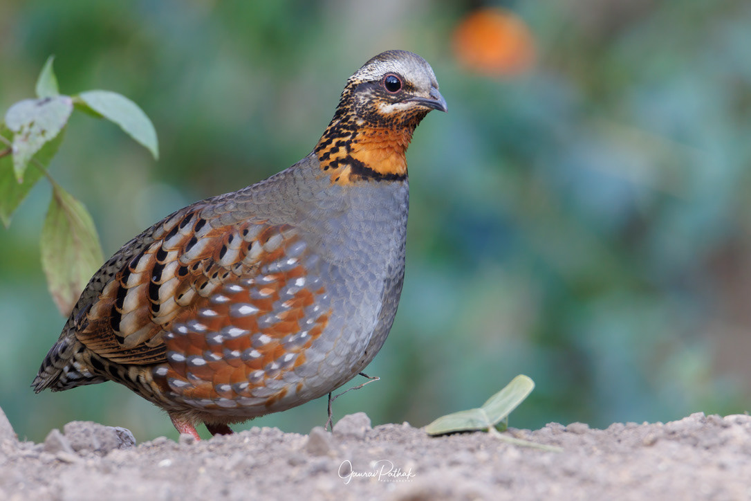Rufous-throated Partridge (Arborophila rufogularisRufous-throated Partridge (Arborophila rufogularis)