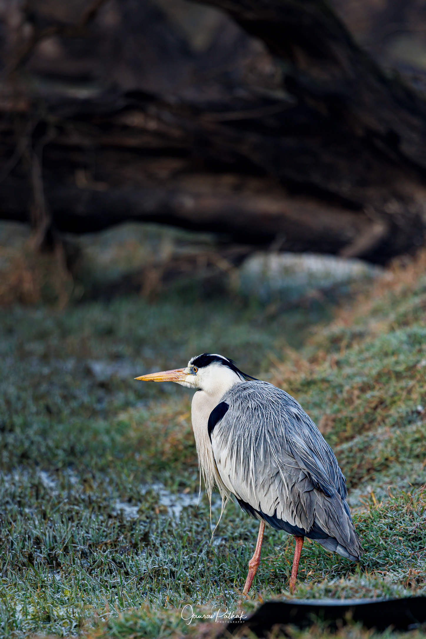 Grey Heron (Ardea cinerea)
