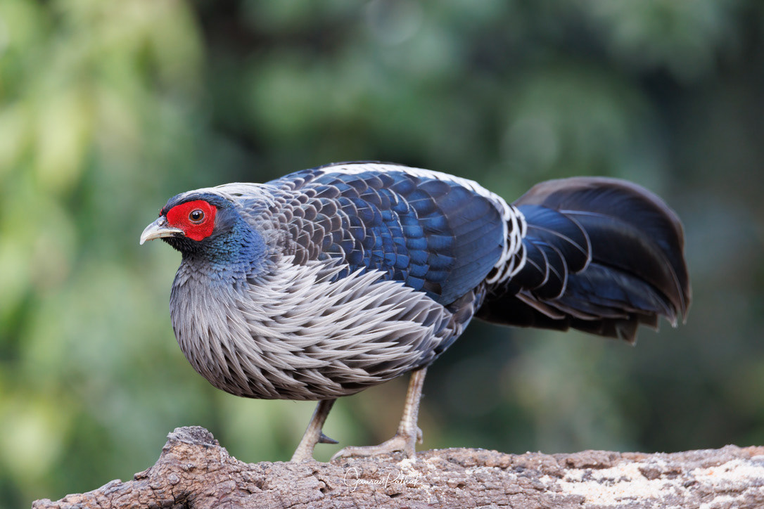 Male Khalij Pheasant (Lophura leucomelanos)