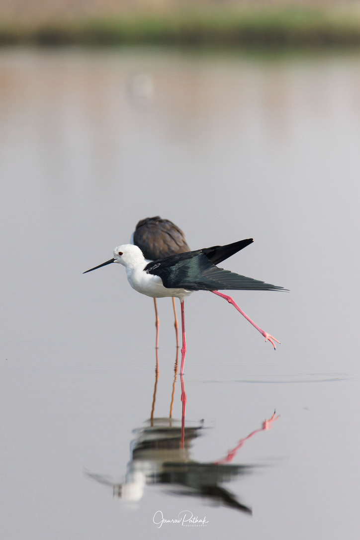 Black-winged Stilt (Himantopus himantopus)