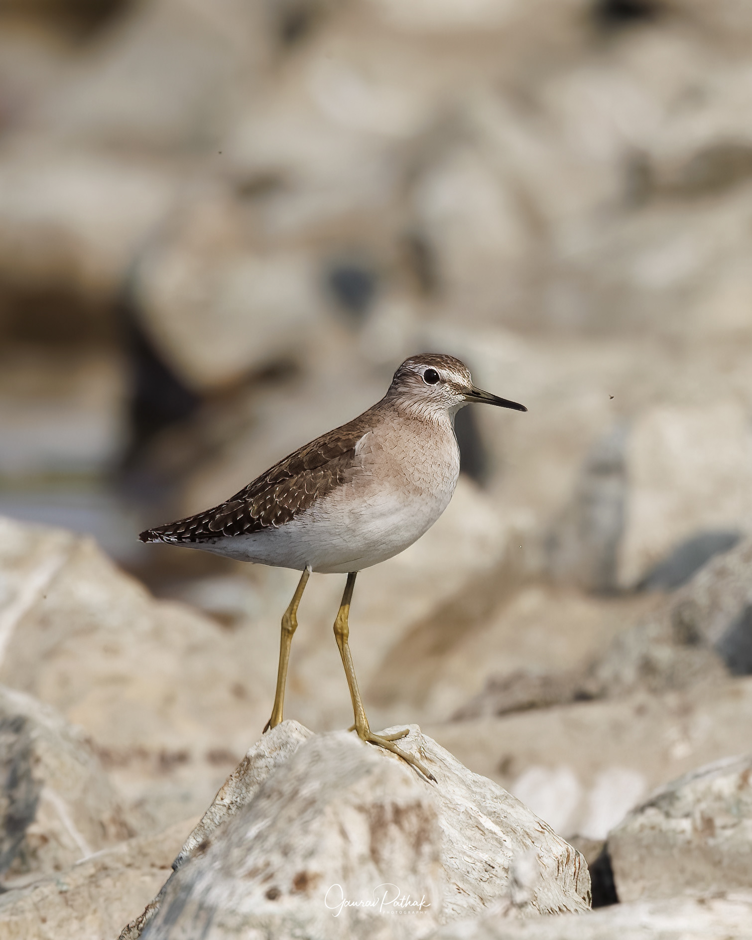 Green sandpiper (Tringa ochropus)