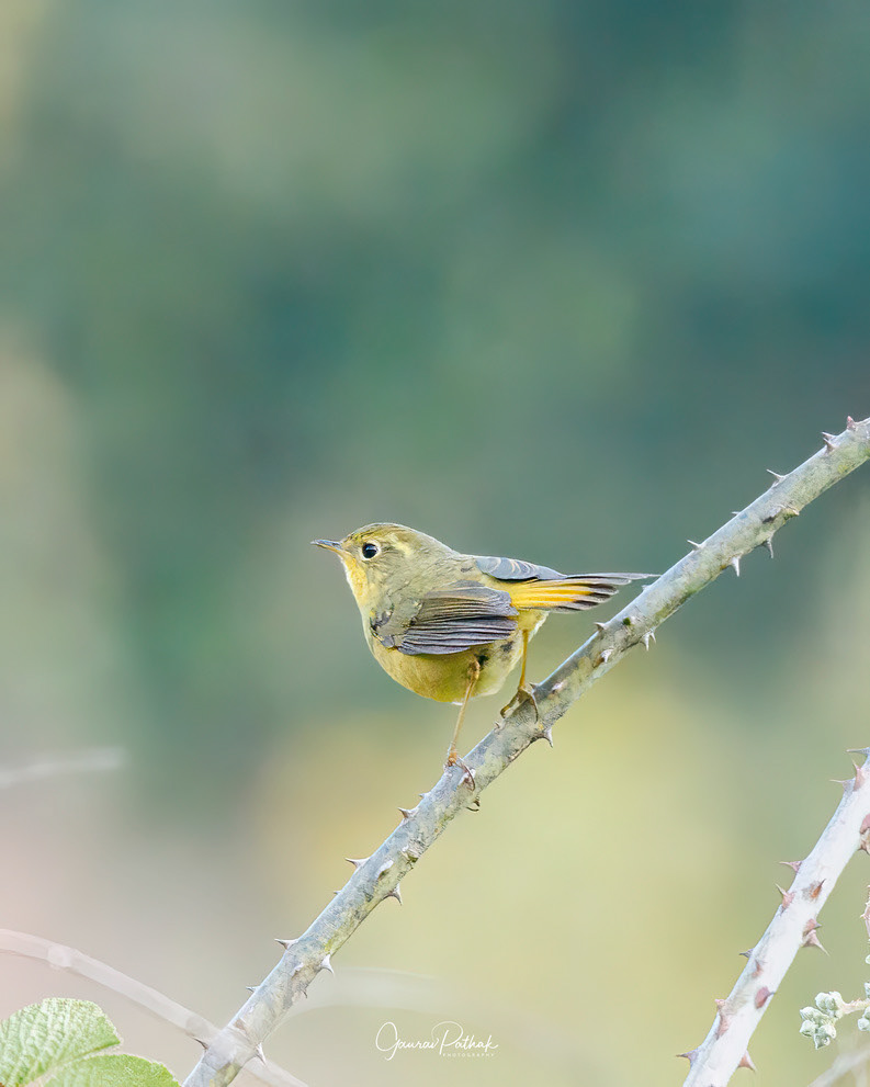 Golden Bush-Robin♀(Tarsiger chrysaeus)