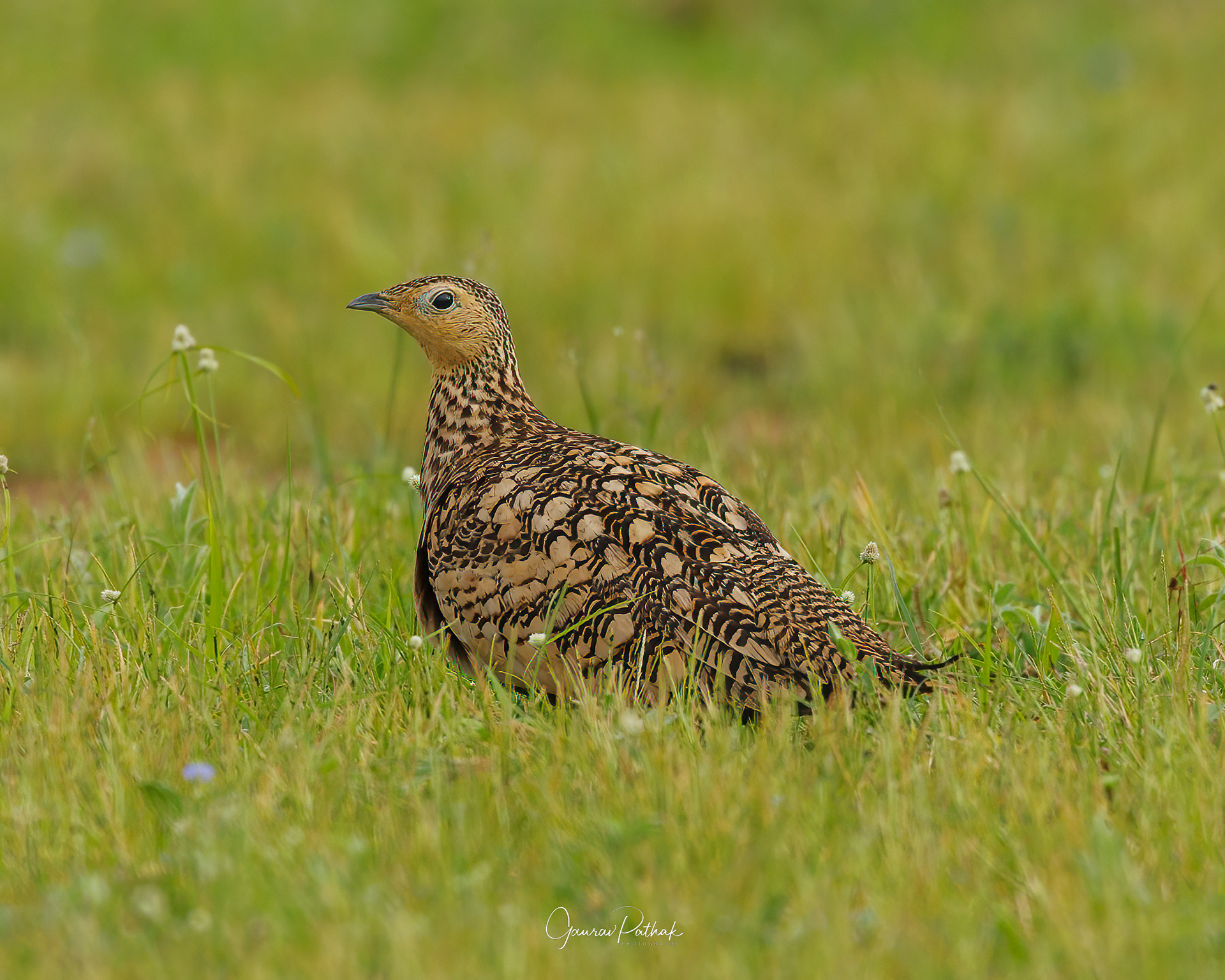 Chestnut-bellied sandgrouse (Pterocles exustus)