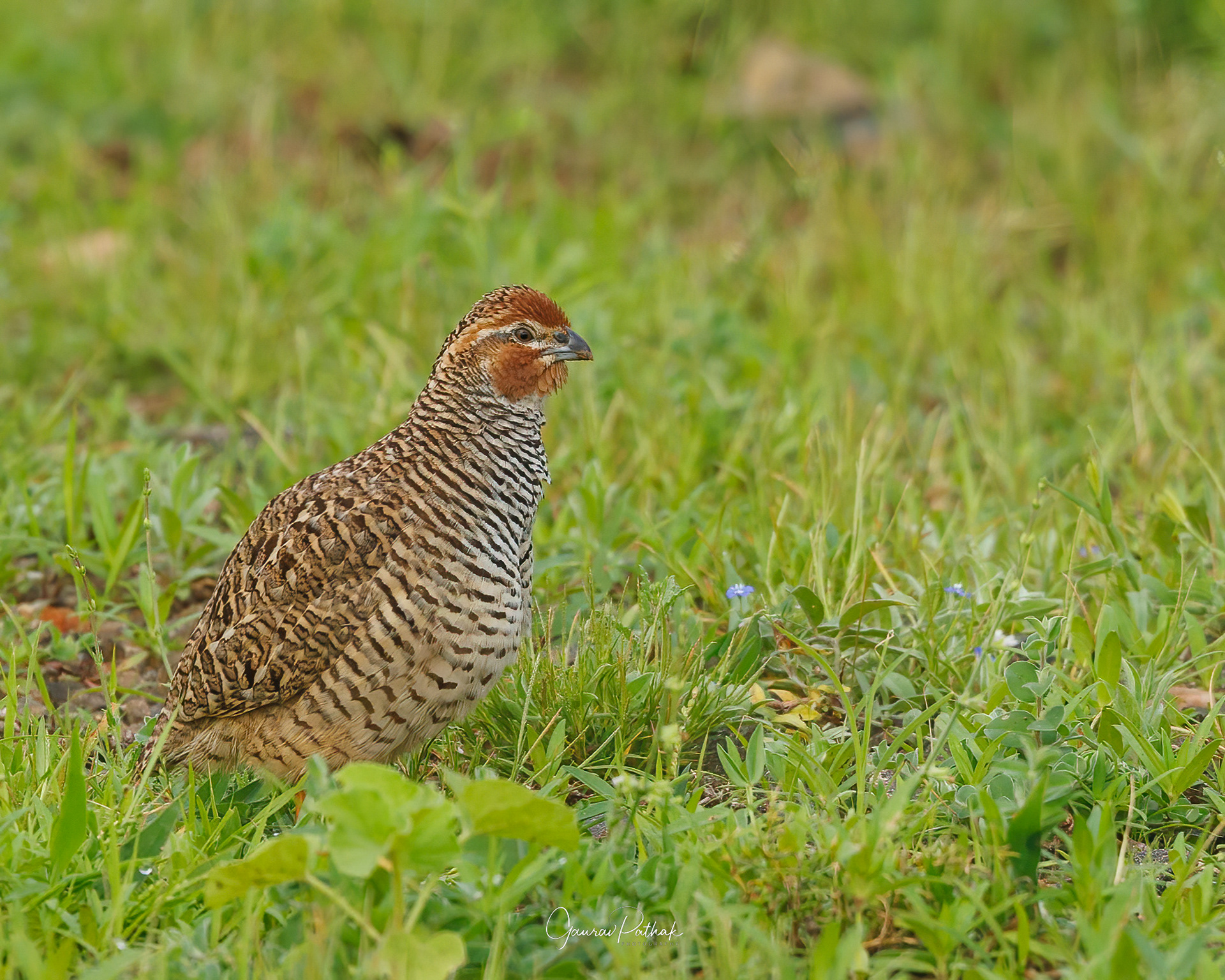 Rock Bush-Quail (Perdicula argoondah)