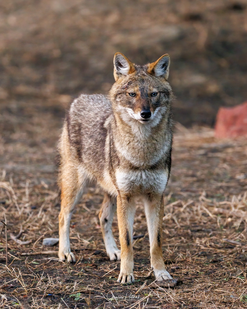Golden Jackal (Canis aureus)