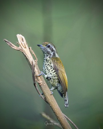 Speckled Piculet (Picumnus innominatus)