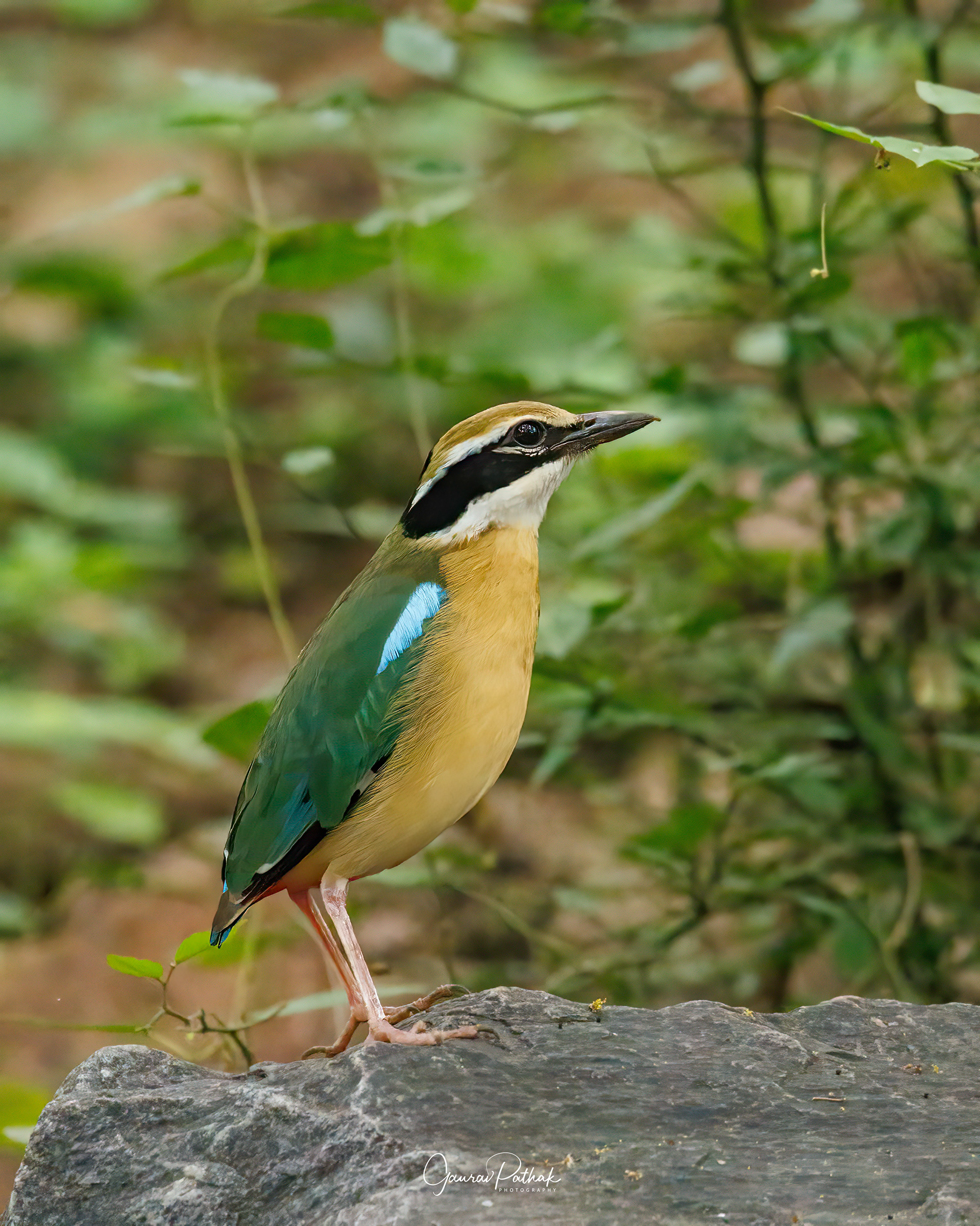 Indian pitta (Pitta brachyura)