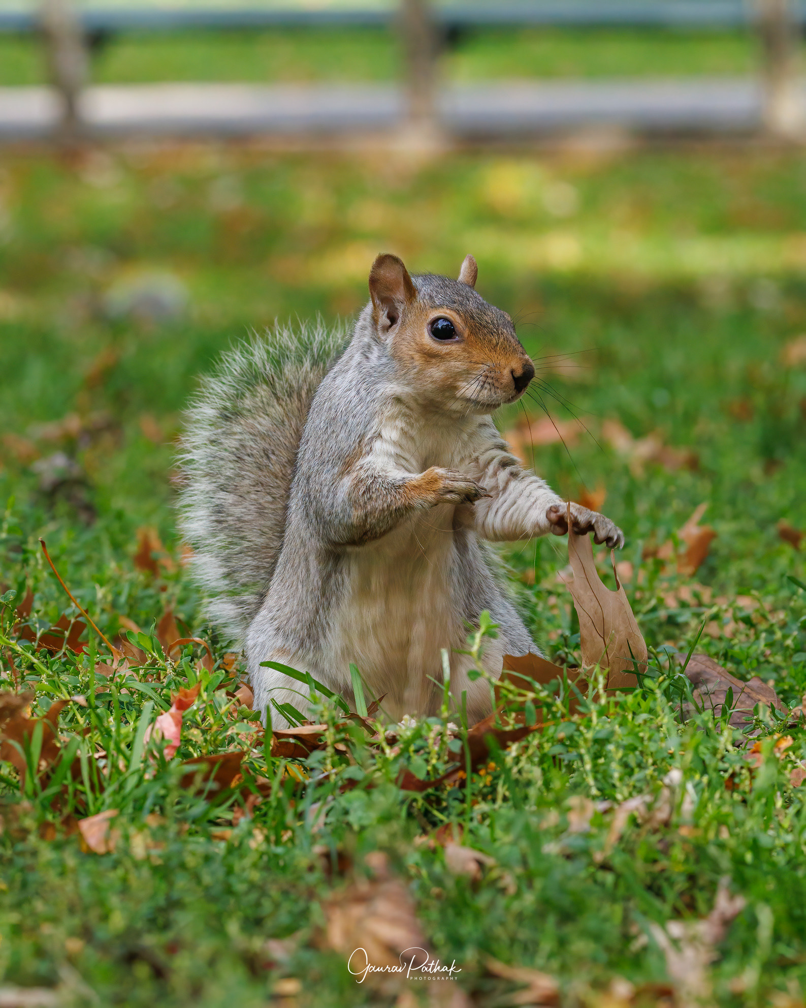 Eastern Gray Squirrel (Sciurus carolinensis)