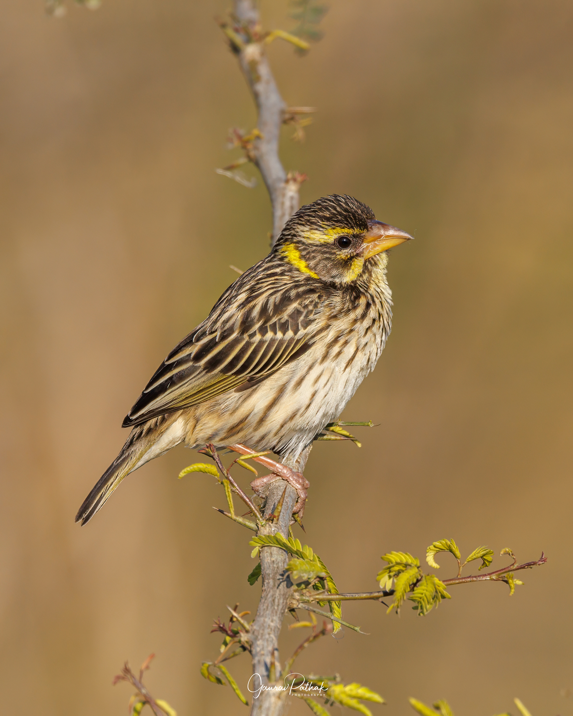 Streaked Weaver (Ploceus manyar)