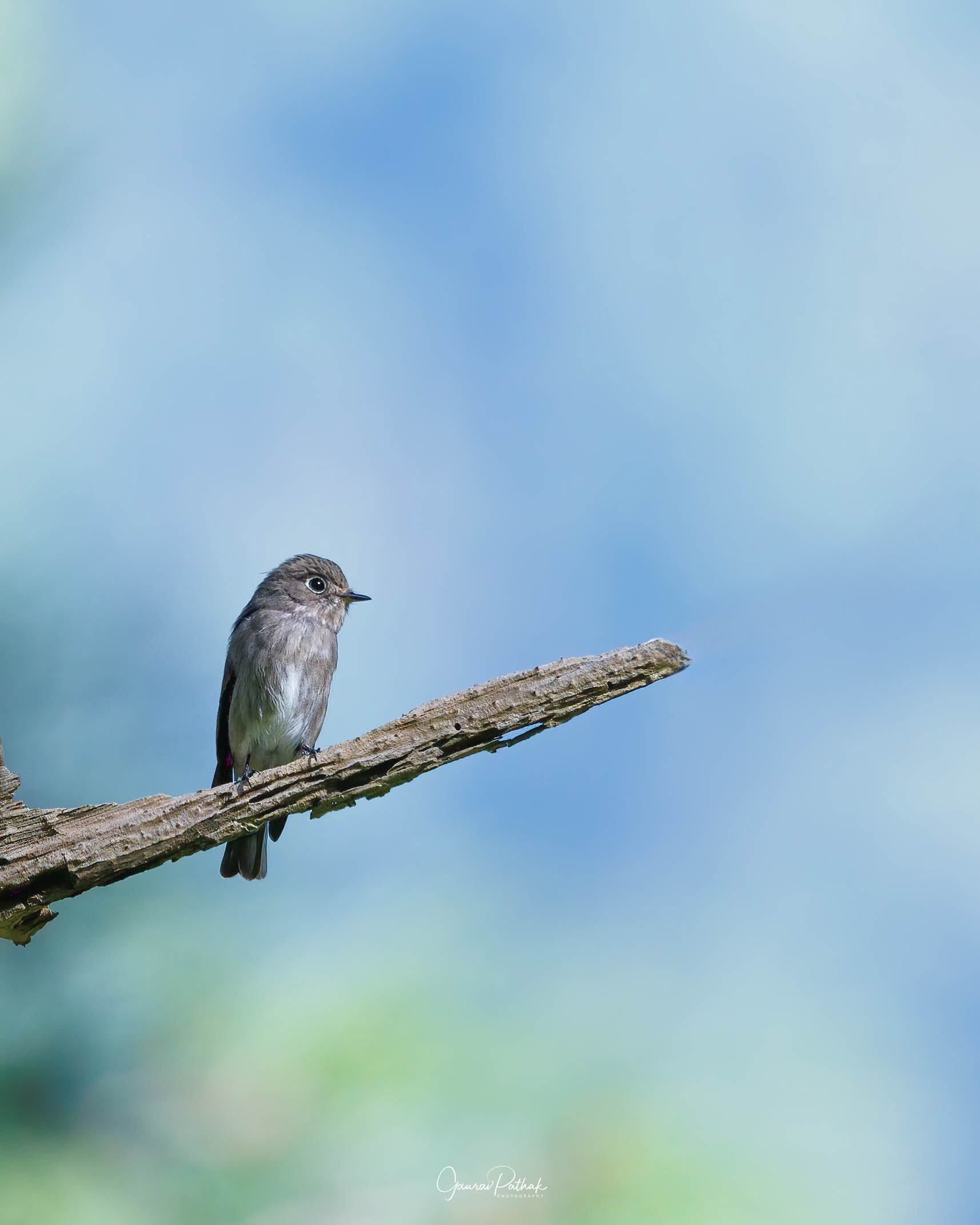 Dark-sided Flycatcher (Muscicapa sibirica)