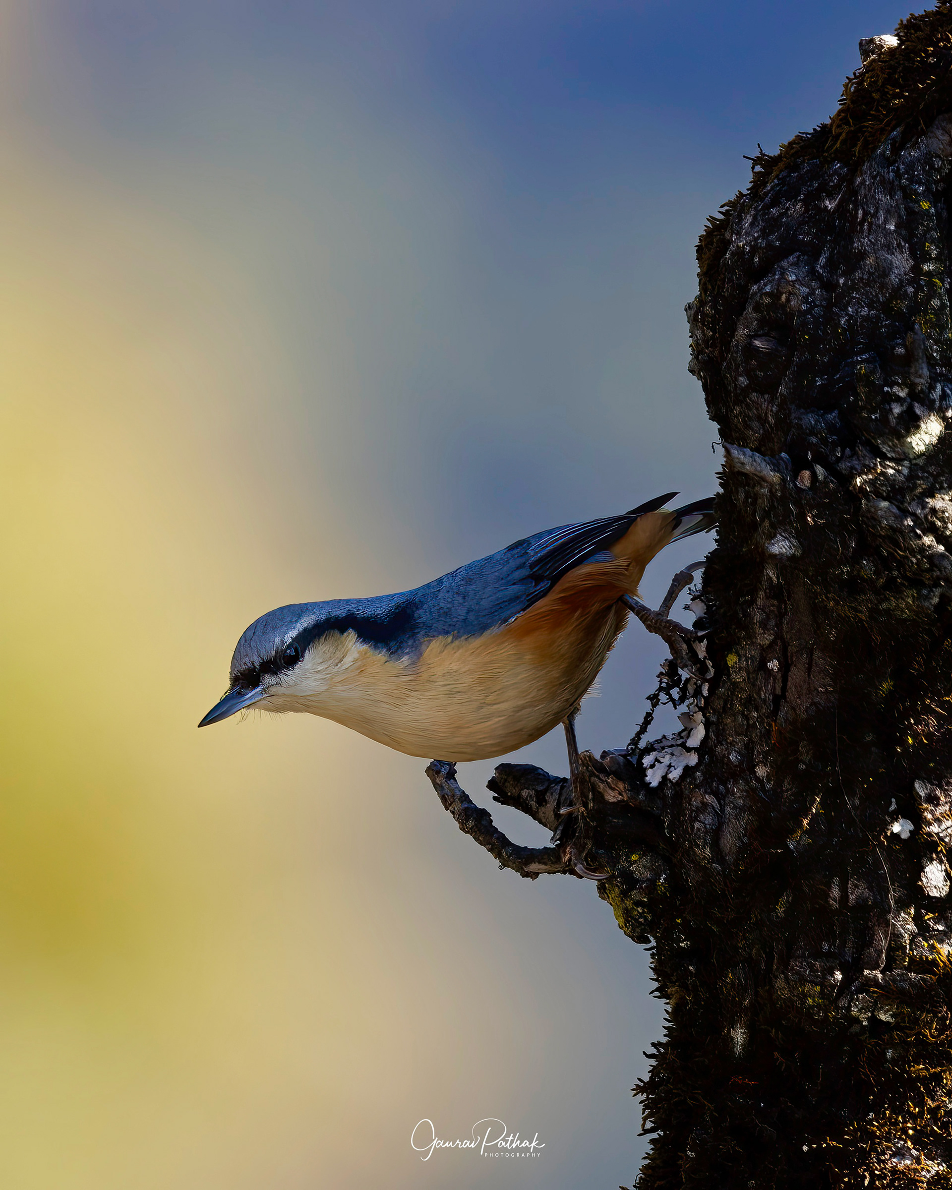White-tailed Nuthatch (Sitta himalayensis)