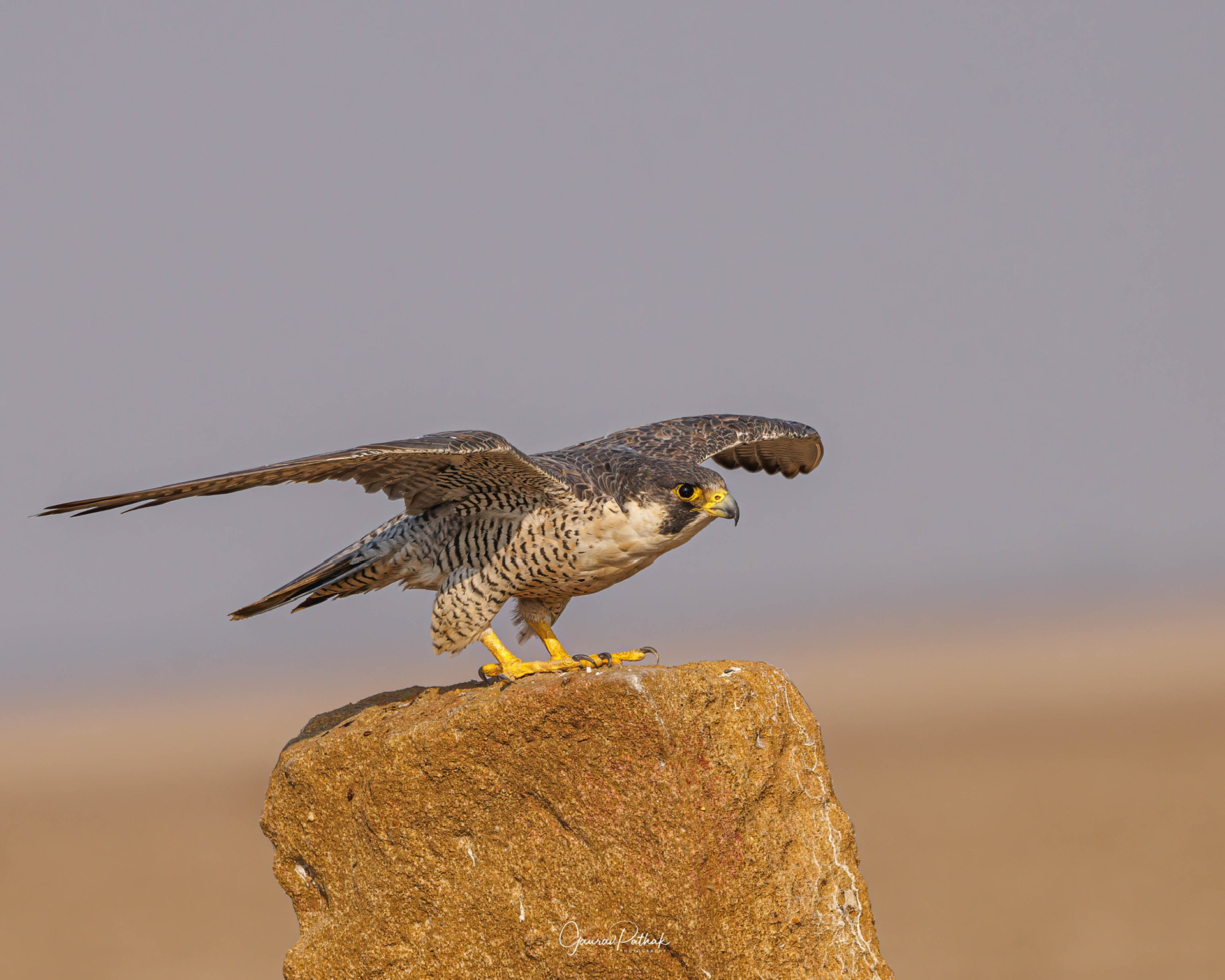 Peregrine Falcon (Falco peregrinus)