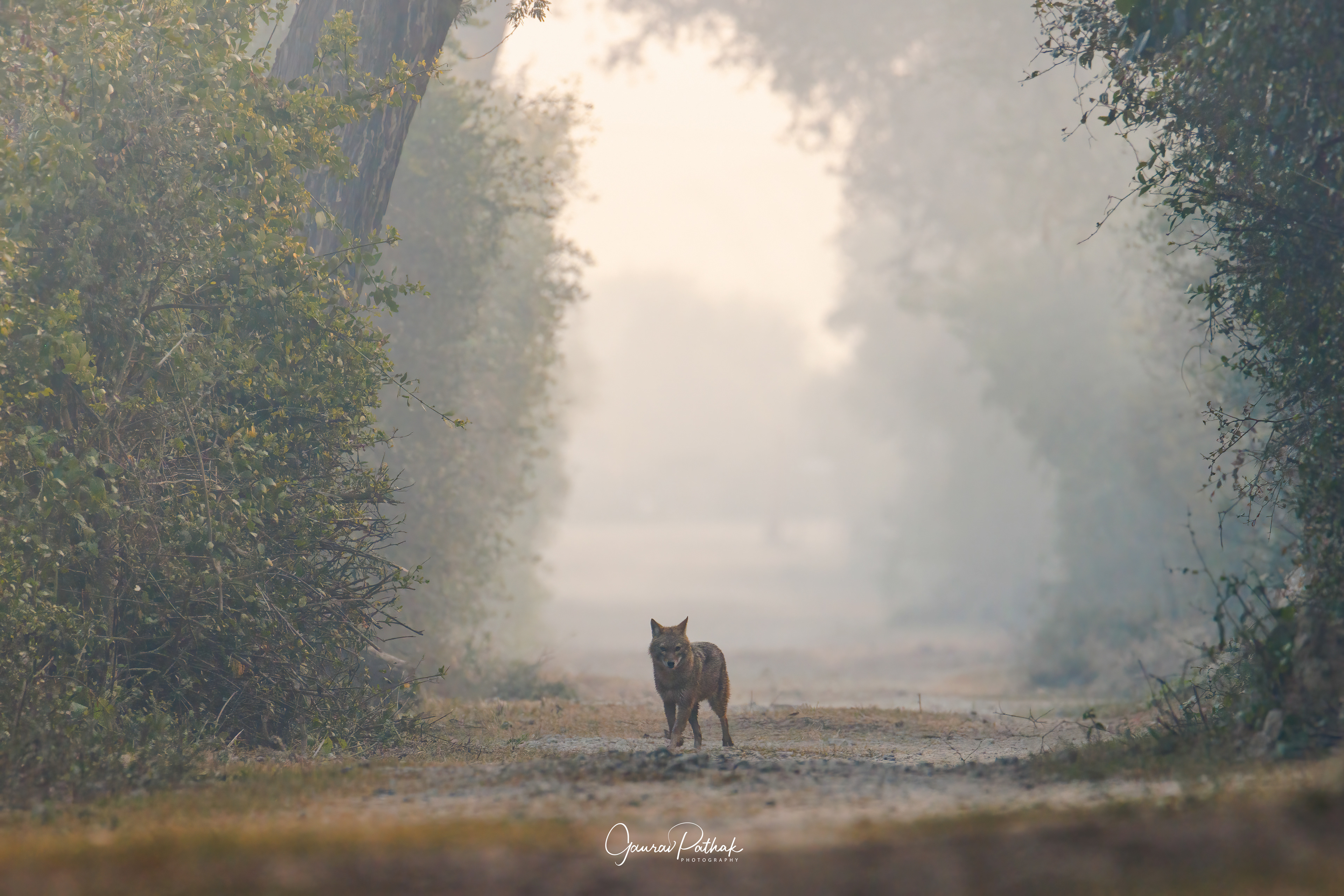Golden Jackal