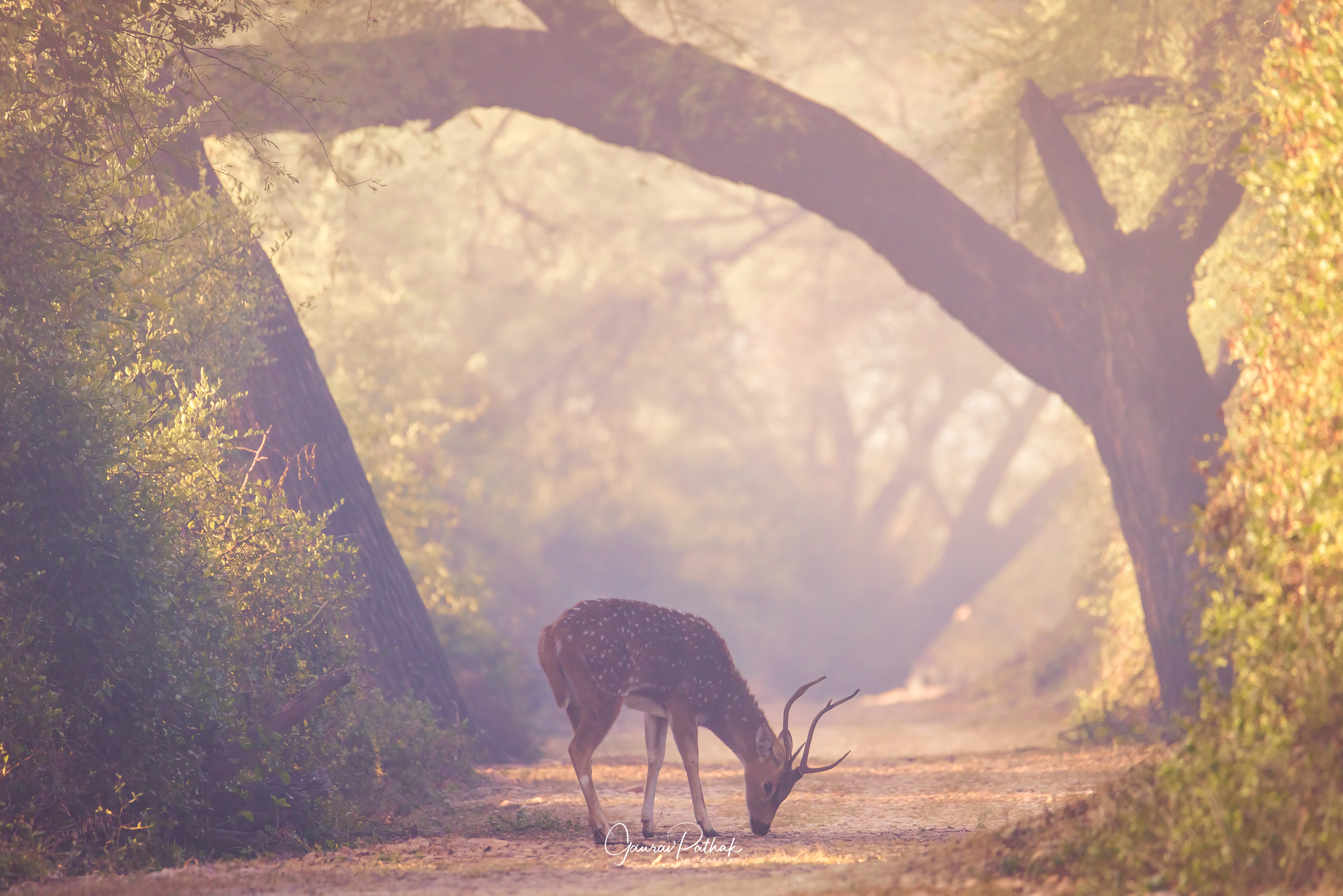 Spotted Deer