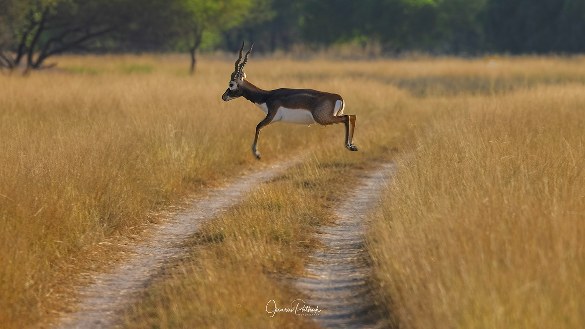 BlackBuck (Antilope cervicapra)