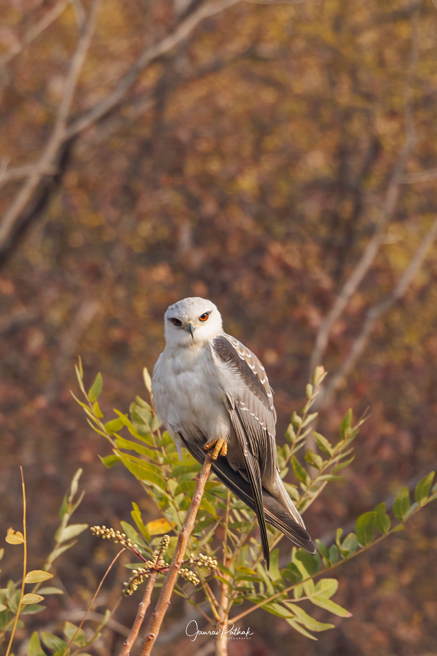 Black-shouldered kite (Elanus caeruleus)