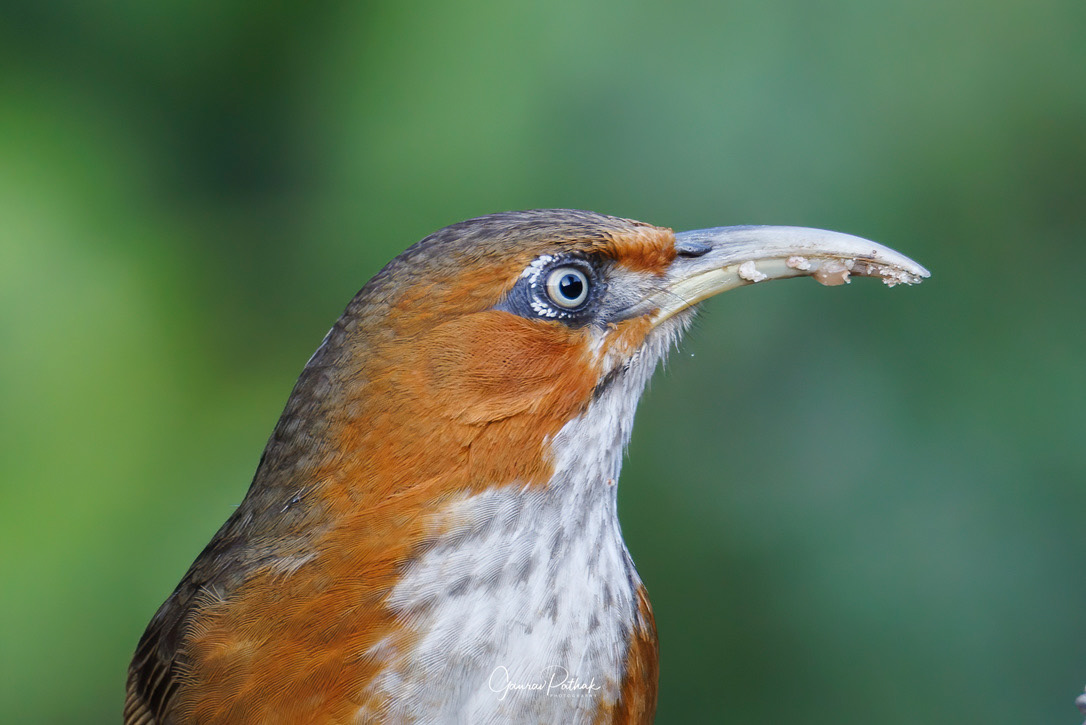 Rusty Cheeked Scimitar Babbler (Pomatorhinus erythrogenys)