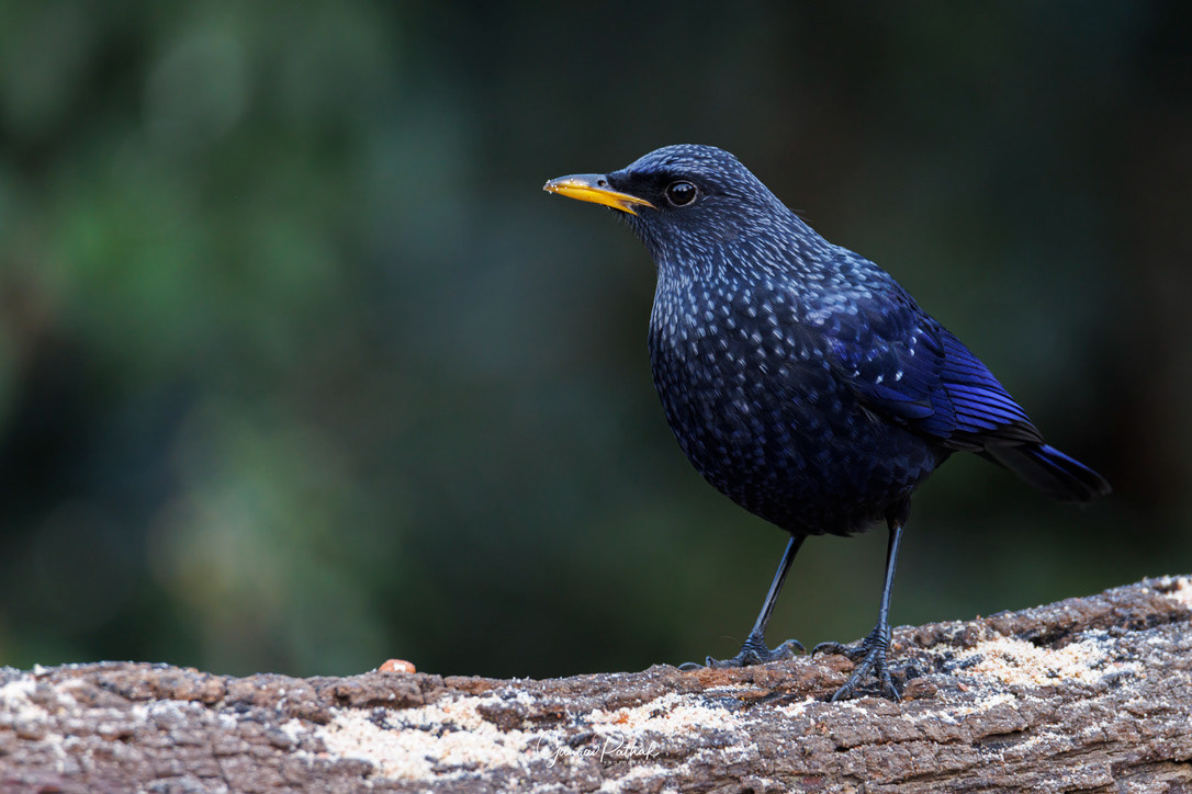 Blue whistling thrush (Myophonus caeruleus)