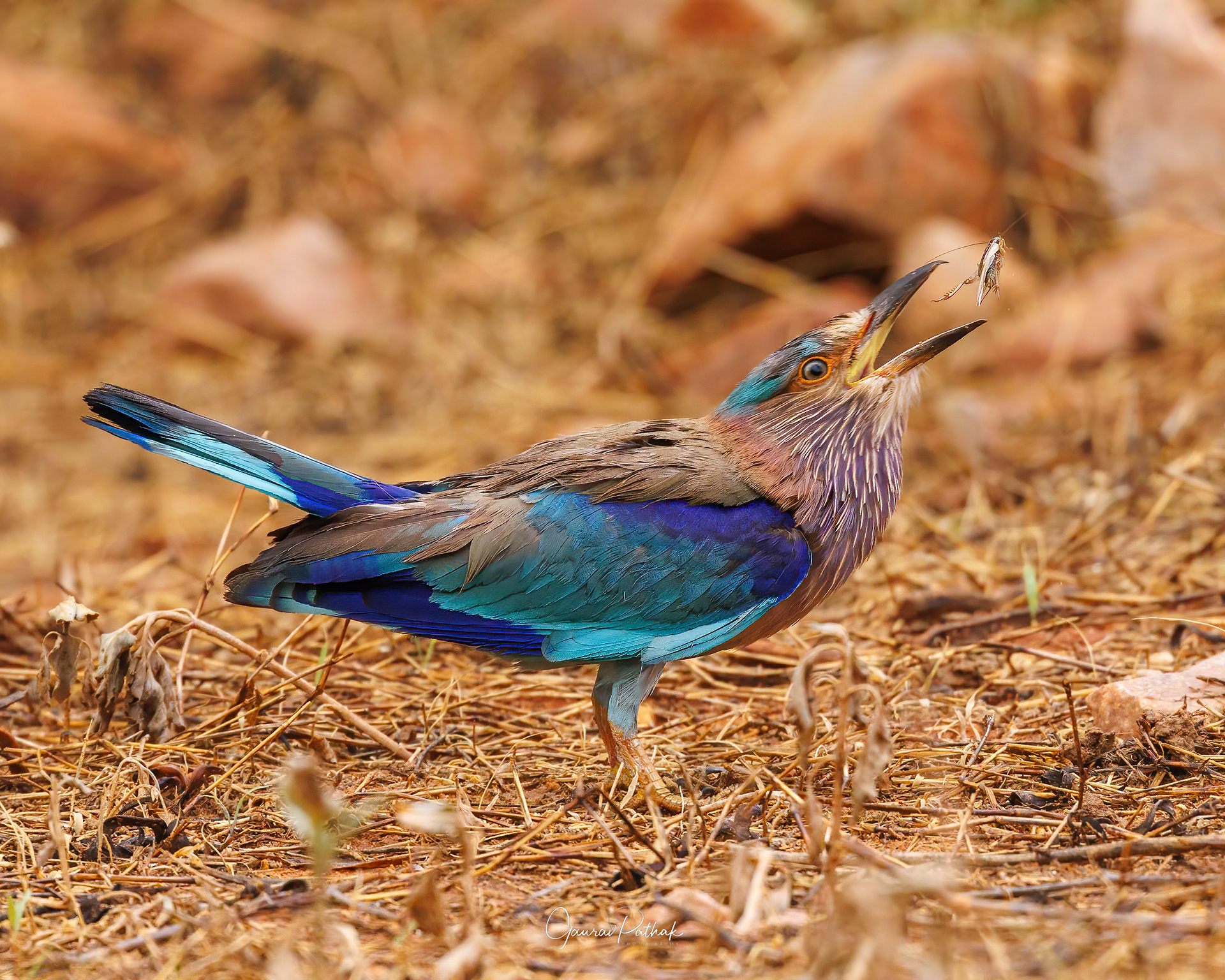Indian Roller (Coracias benghalensis)