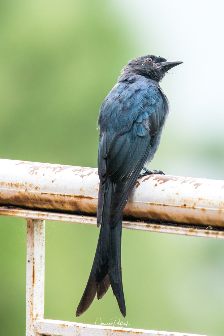 Black Drongo (Dicrurus macrocercus)