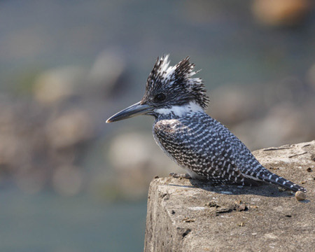 Crested Kingfisher (Megaceryle lugubris)