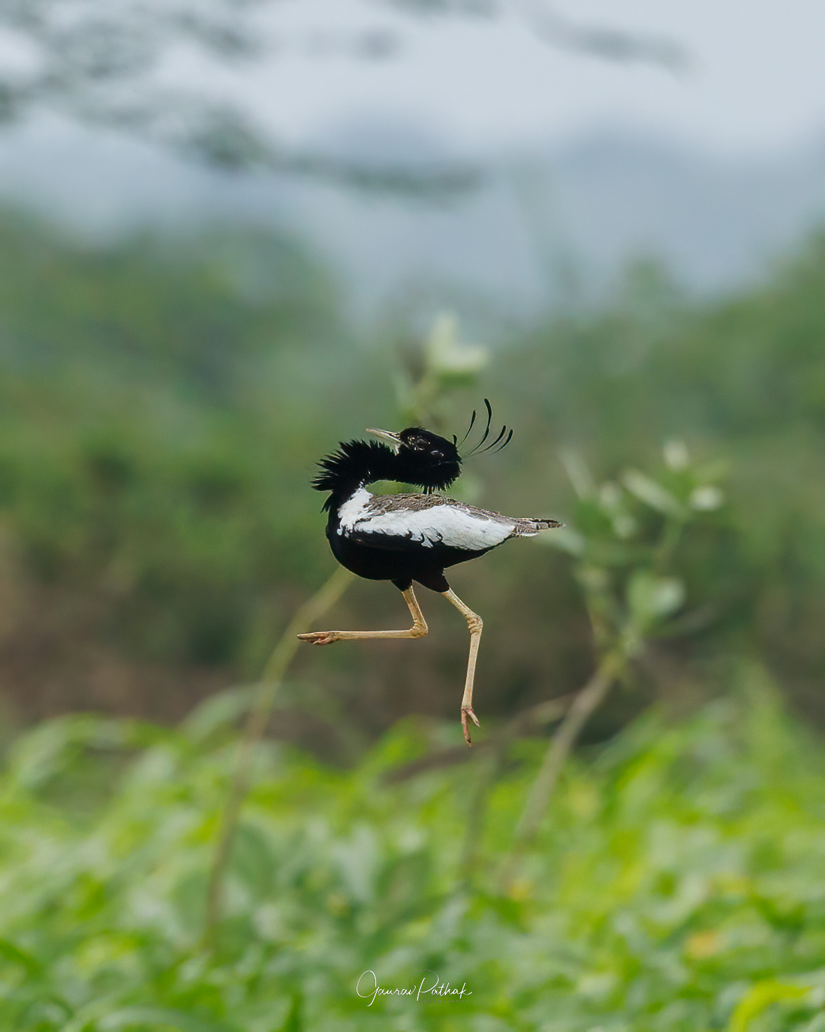 Lesser Florican (Sypheotides indicus)