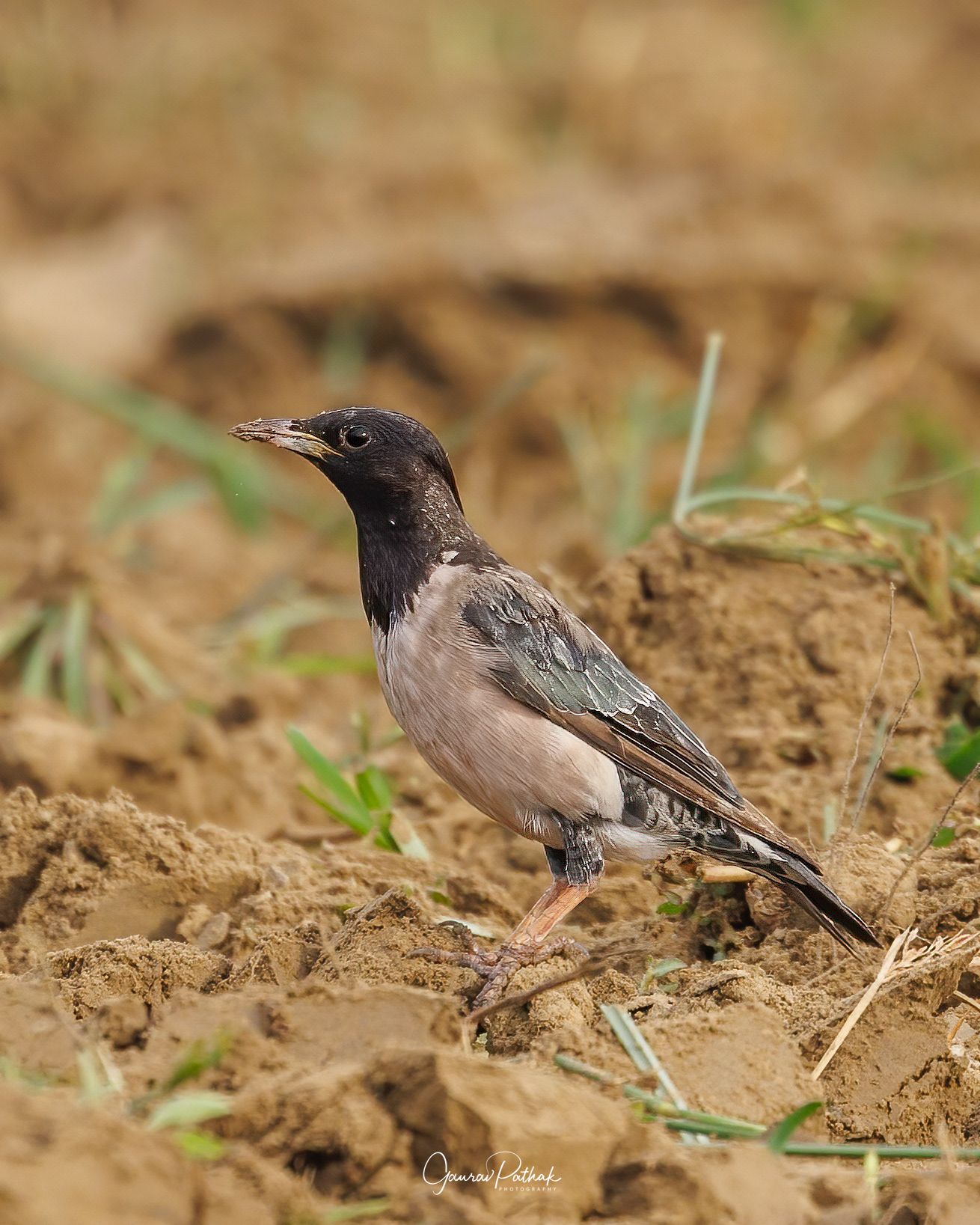 Rosy Starling (Pastor roseus)