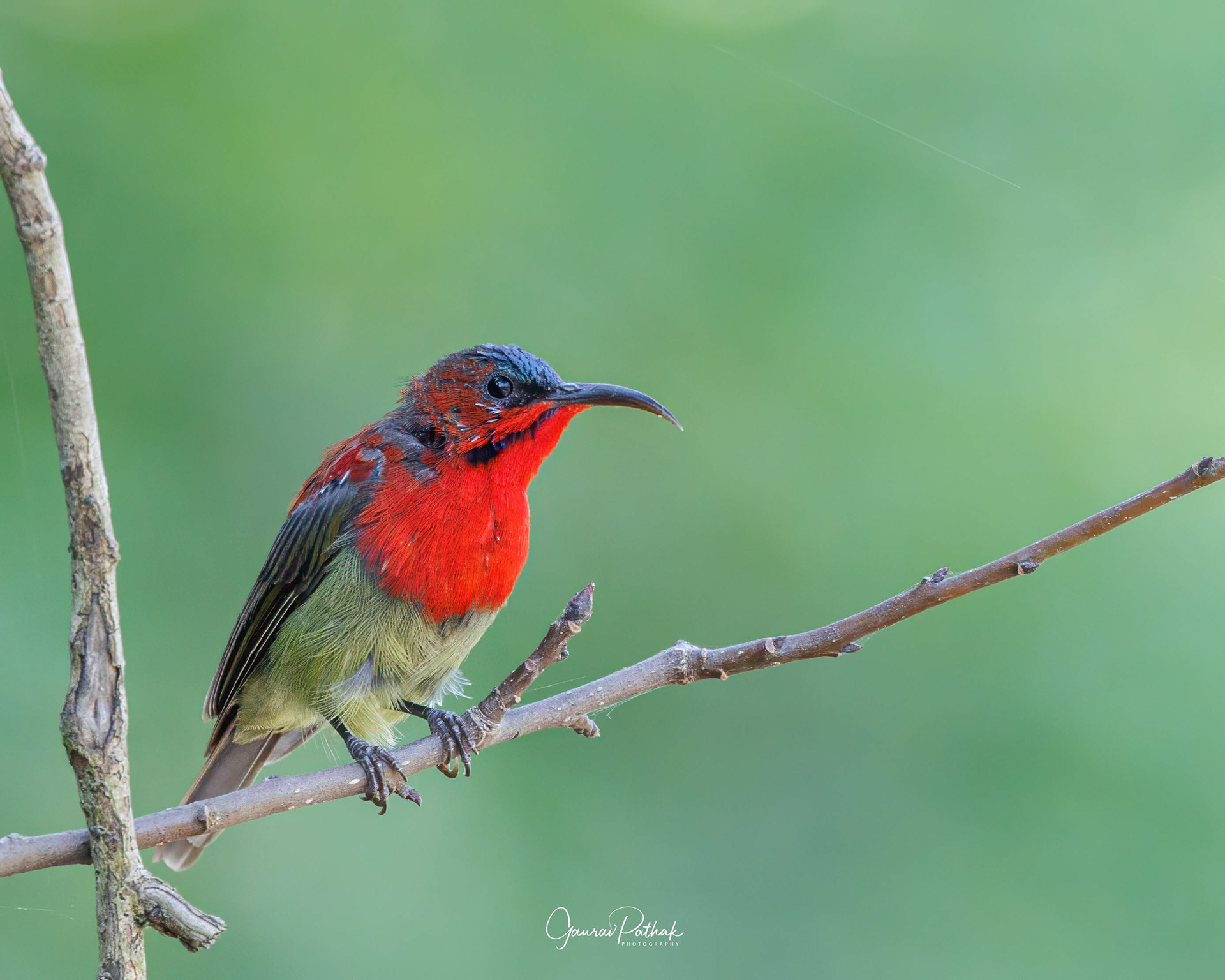 Crimson Sunbird (Aethopyga siparaja)