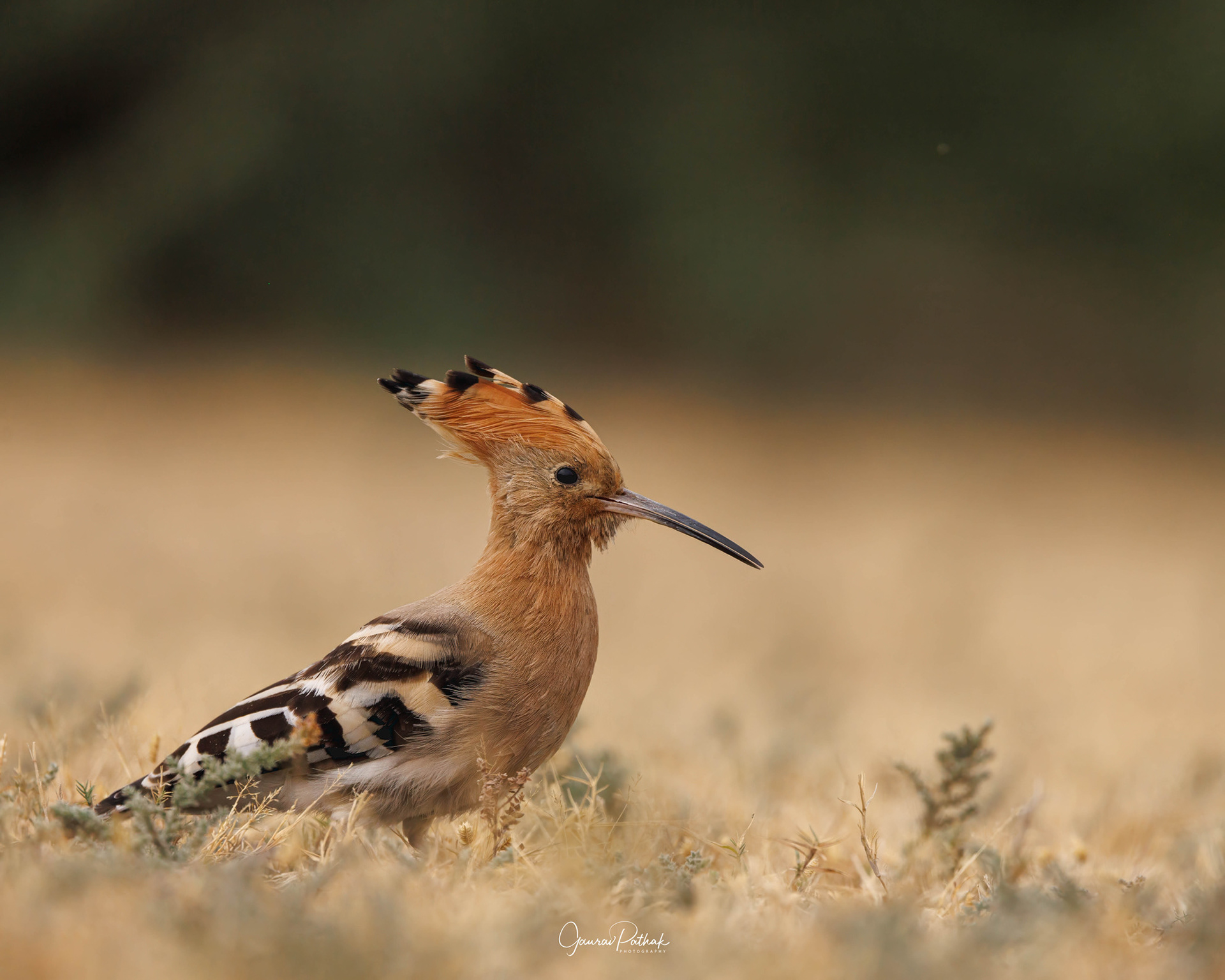 Eurasian Hoopoe (Upupa epops)
