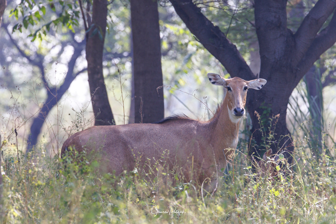 Nilgai
