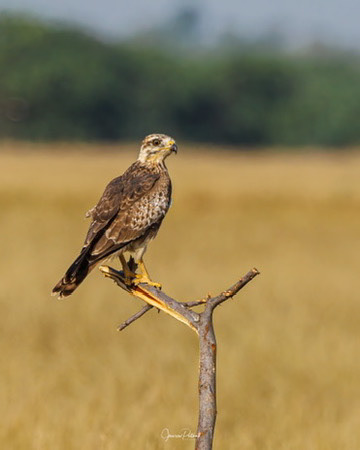 White-eyed Buzzard (Butastur teesa)