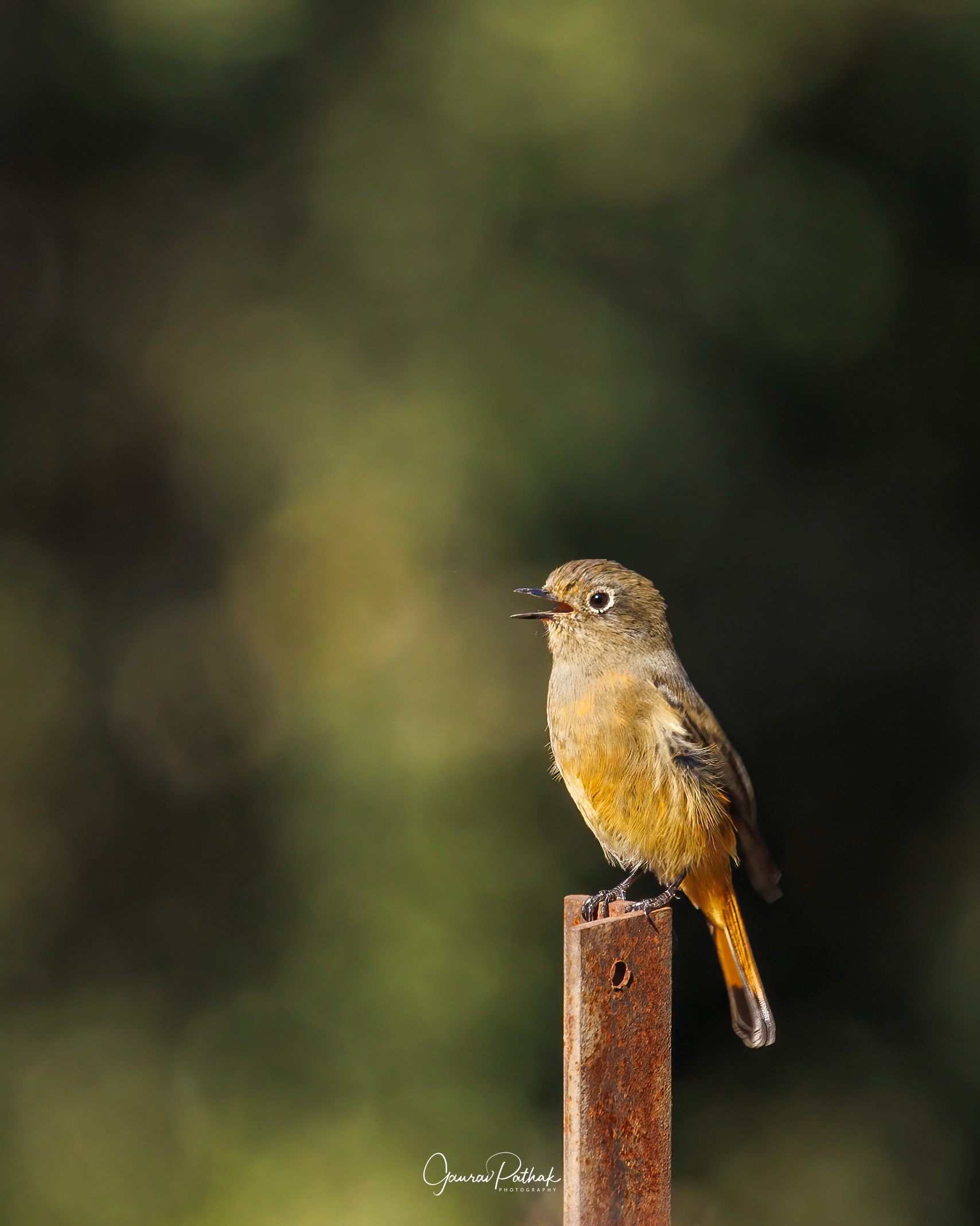 Blue-Fronted redstart♀ (Phoenicurus frontalis)