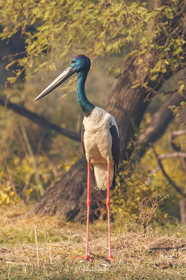 Black-necked stork (Ephippiorhynchus asiaticus)