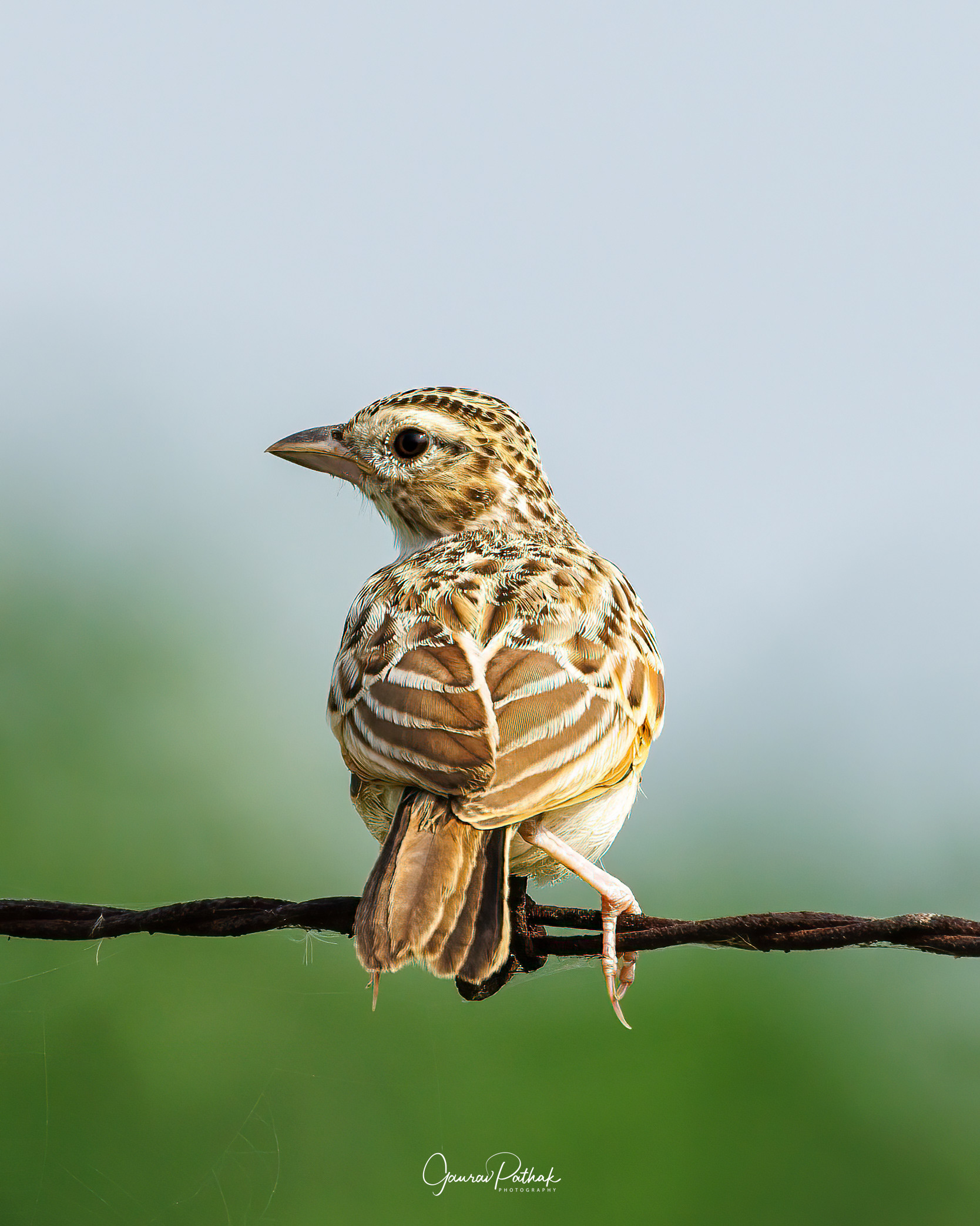 Indian bush lark (Mirafra erythroptera)