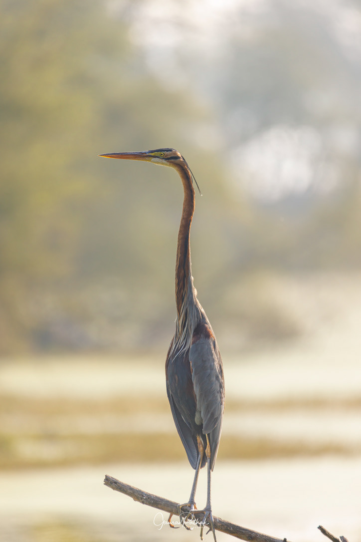 Purple Heron (Ardea purpurea)