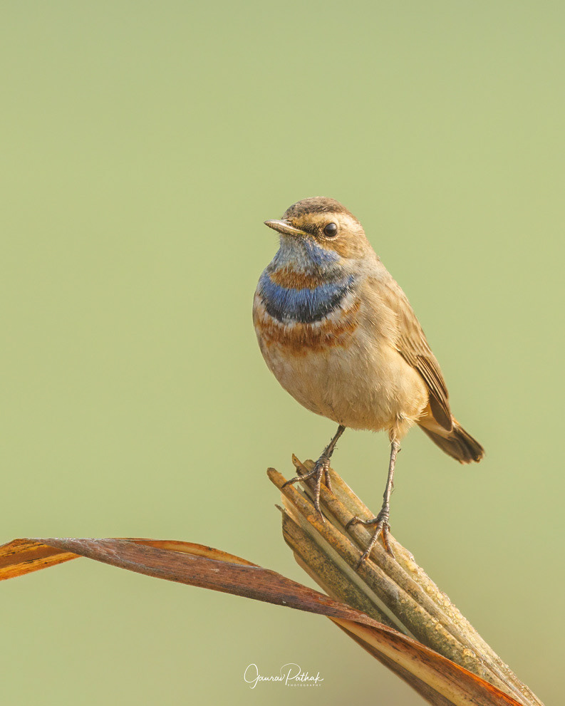 Bluethroat (Luscinia svecica)