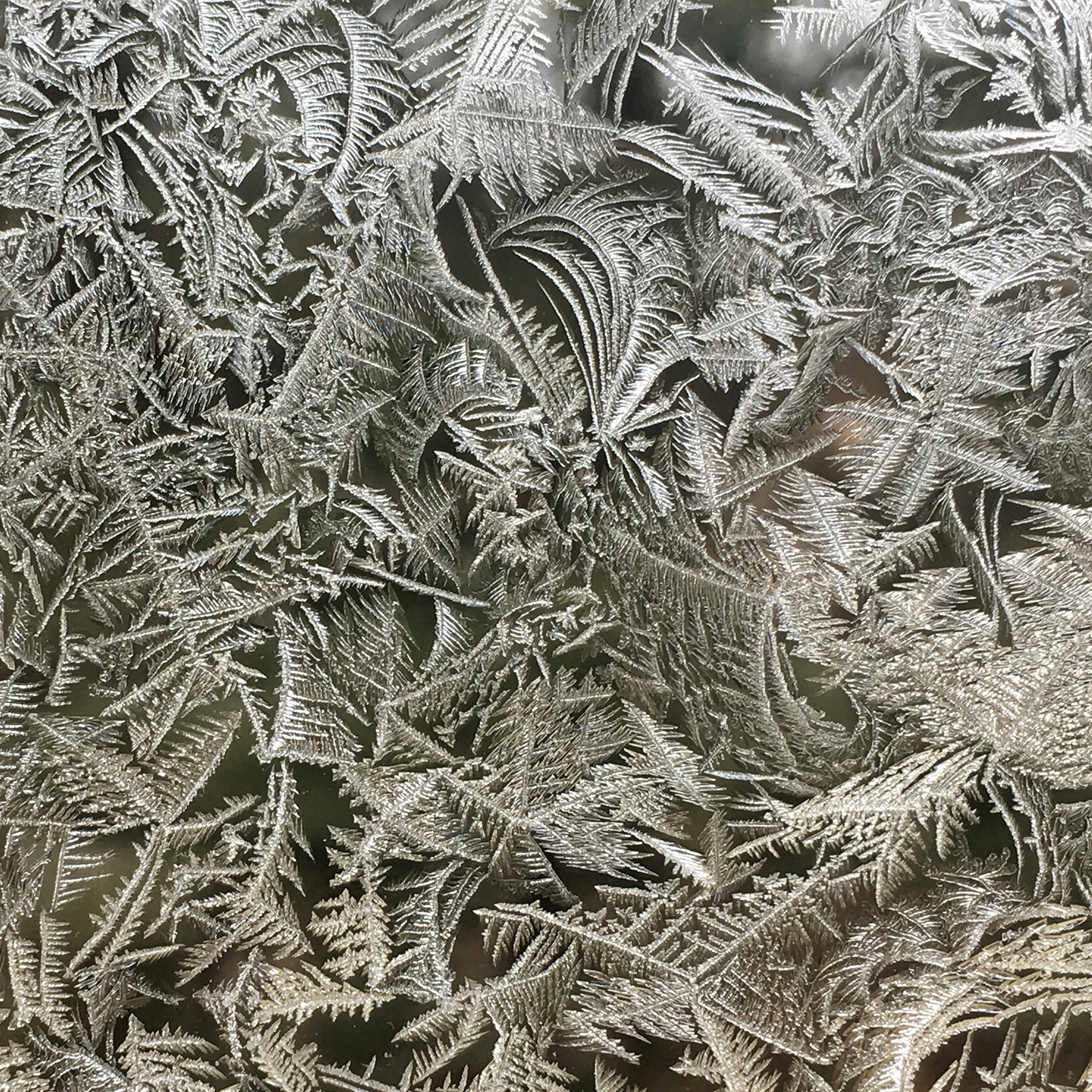 Winter Script, Kathleen Sienna Kelly, Limited Edition DS Print on Aluminum © 2021