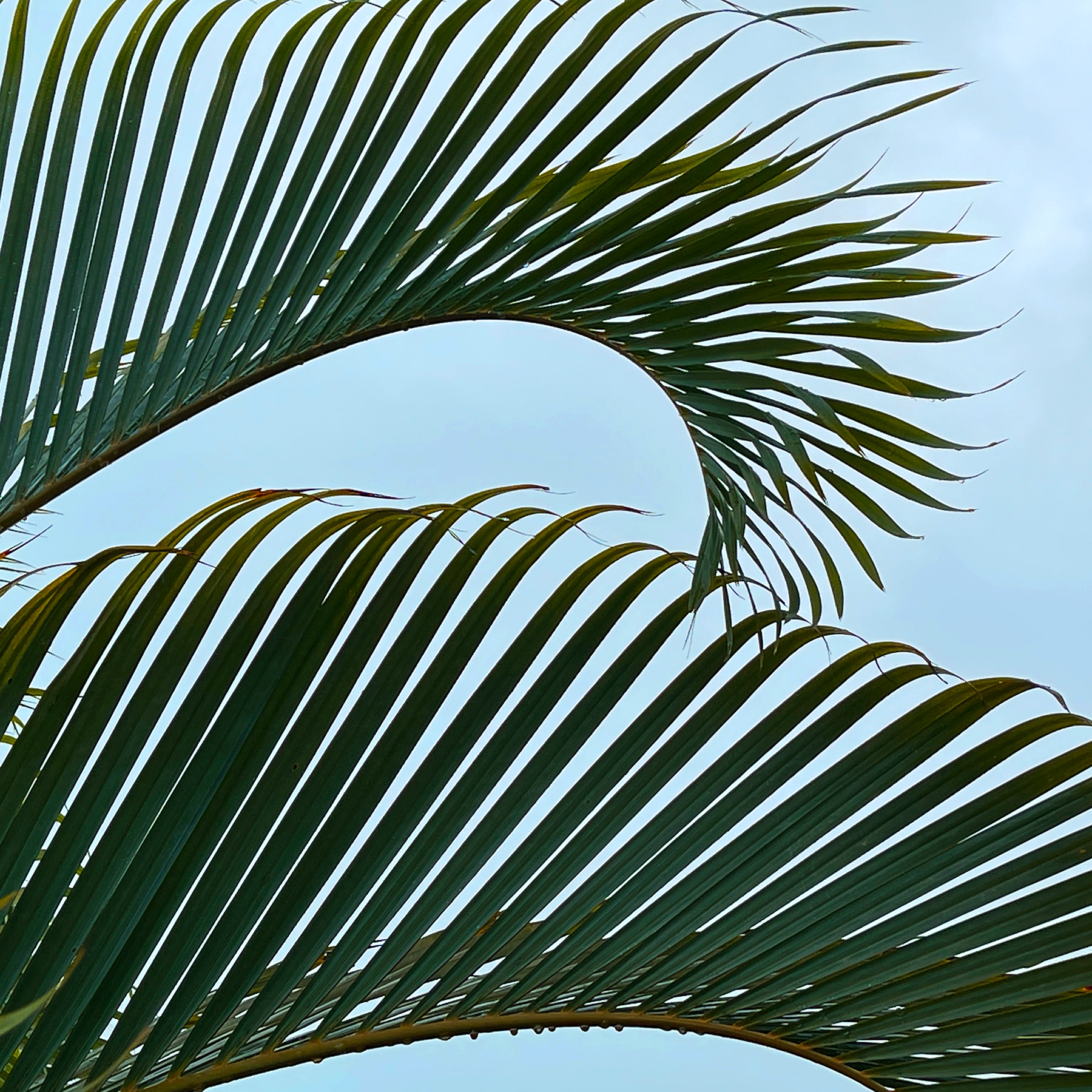 Palms, Kathleen Sienna Kelly, Limited Edition DS Print on Aluminum © 2021