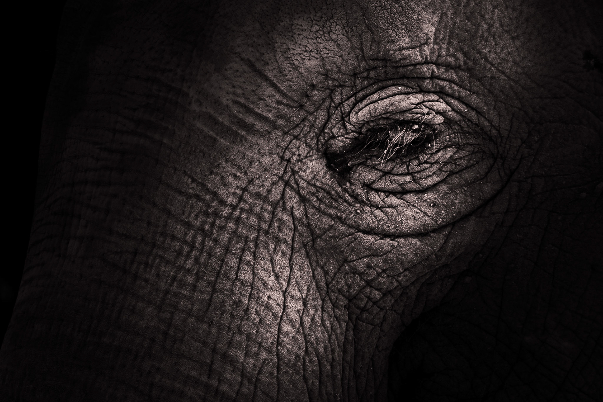 Elephant Portrait 01