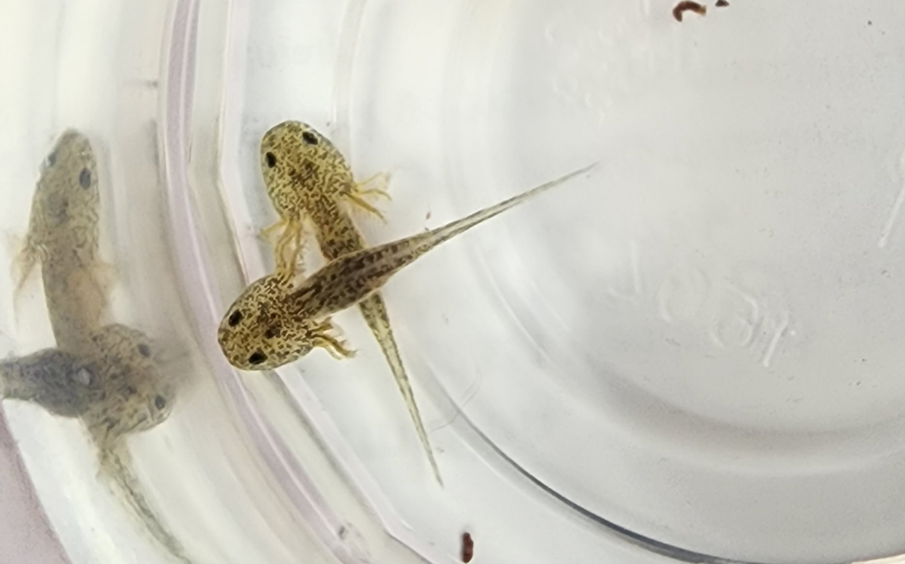 Light Melanoid (GSP) 4 - ($40 each)