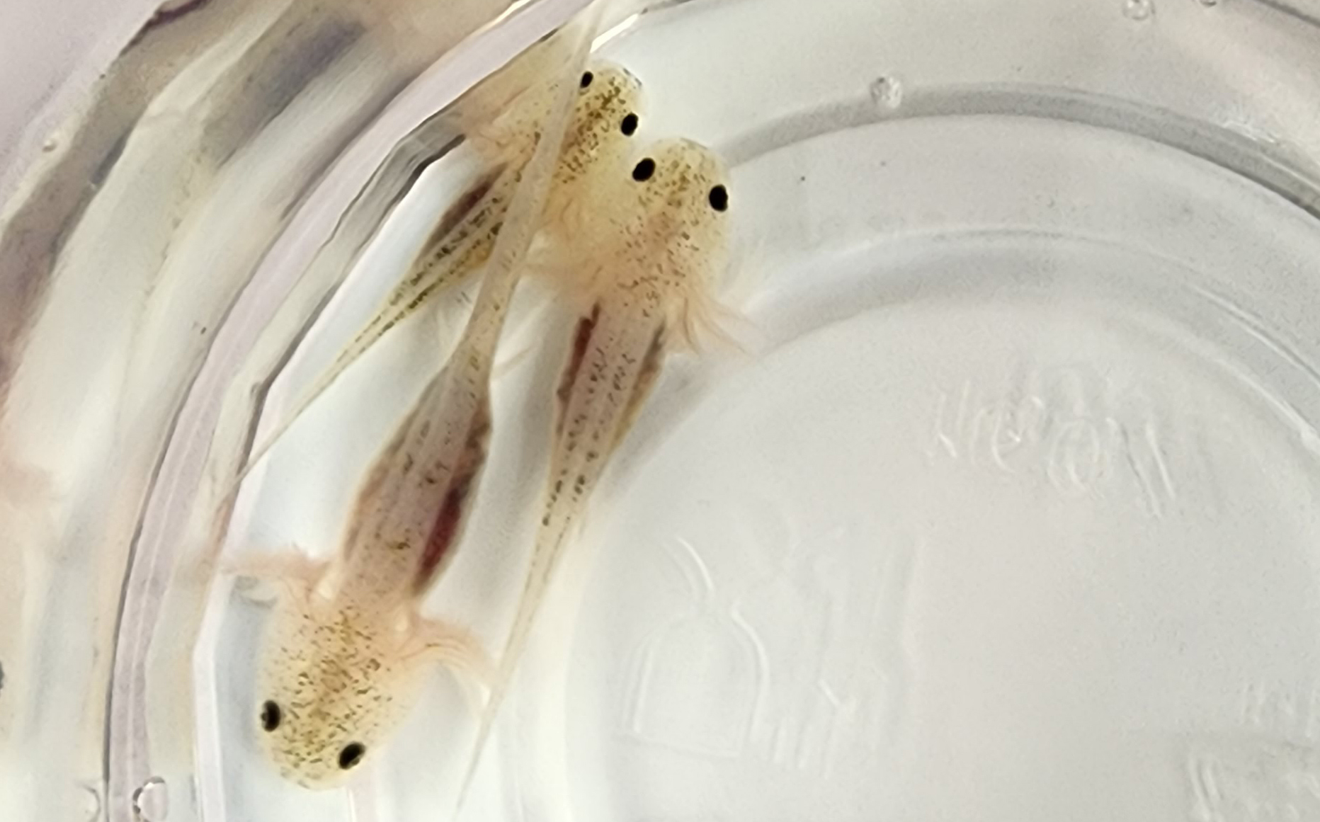 Freckeld Lucy (GFP) 5 - $40 each